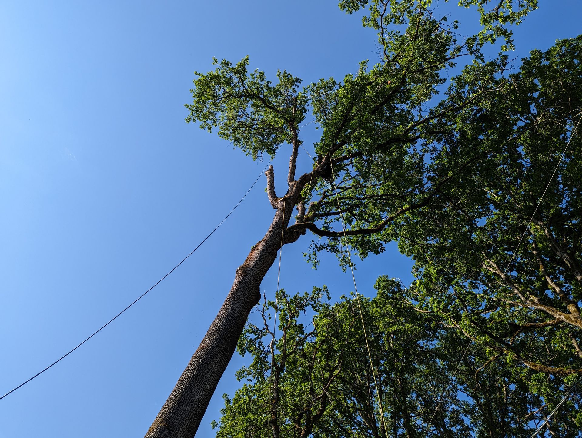 Tall tree reaching into a clear blue sky with a rope or wire extending from its trunk
