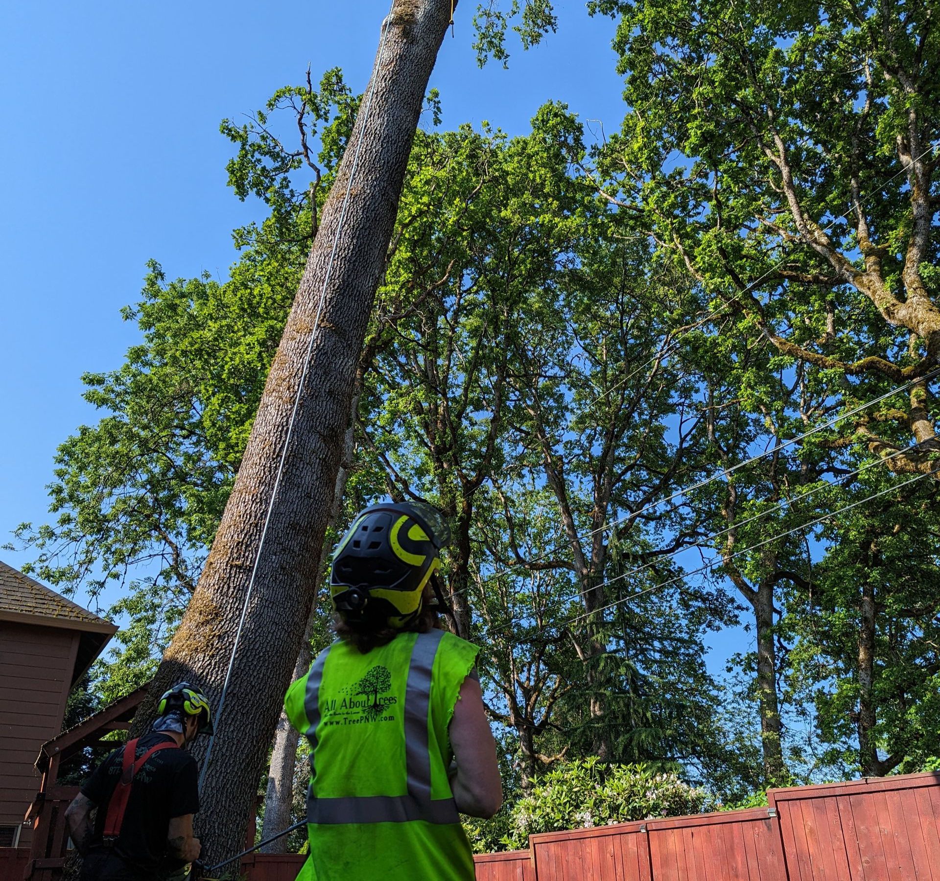 Workers trimming a tall leaning tree beside a house under a clear blue sky