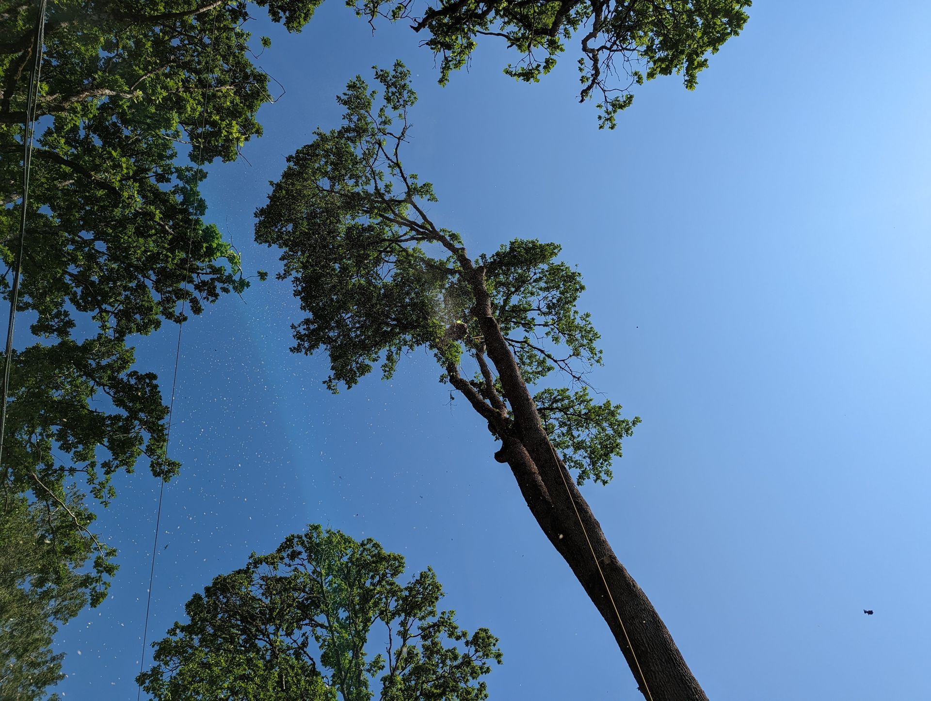 Tall trees frame a bright blue sky, viewed from below through leafy branches.