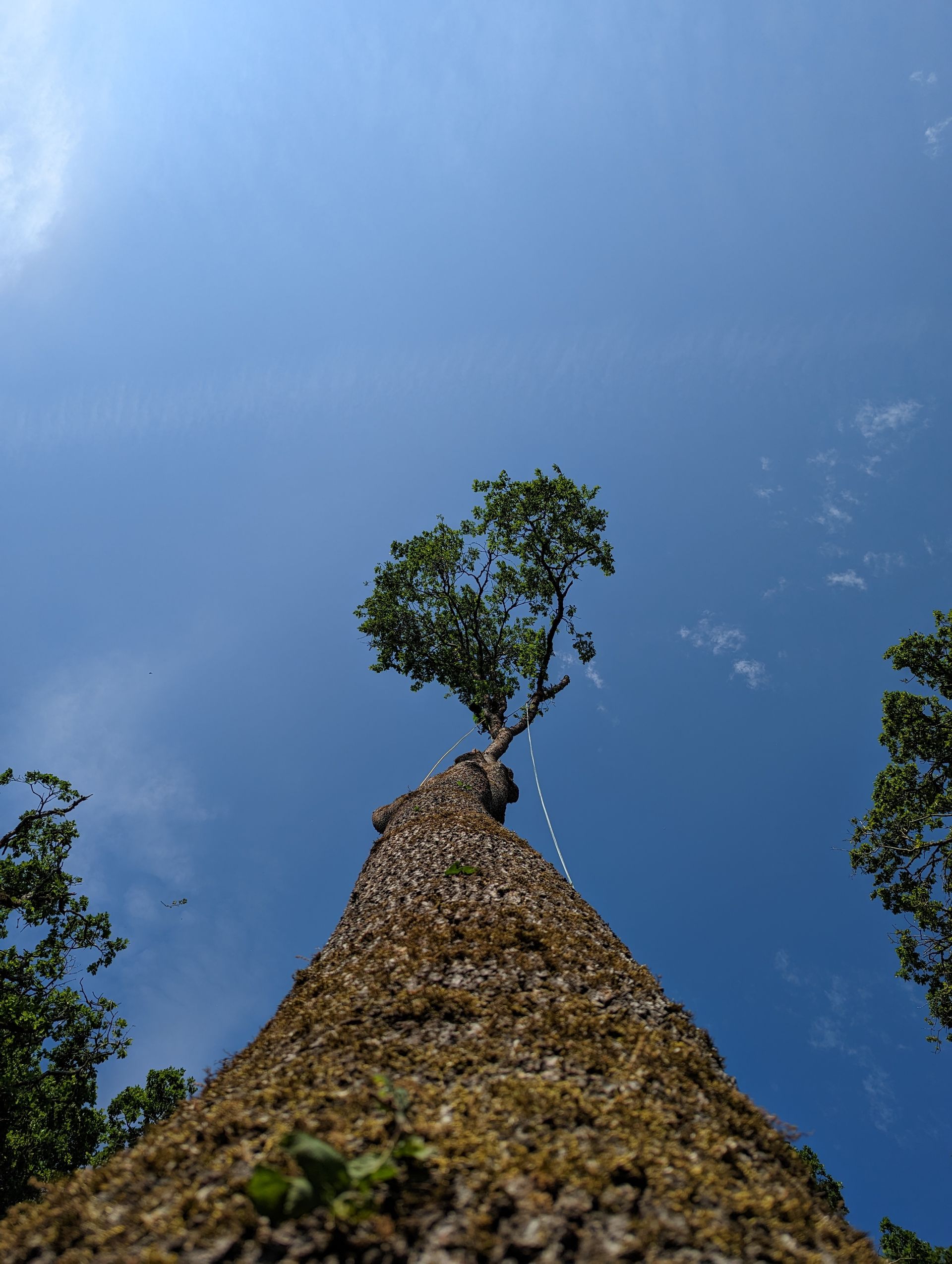 Looking up a tall tree trunk with a small leafy crown against a clear blue sky