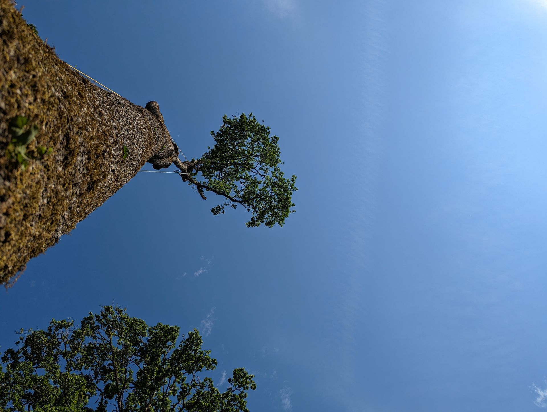 Looking up at tall trees against a clear blue sky