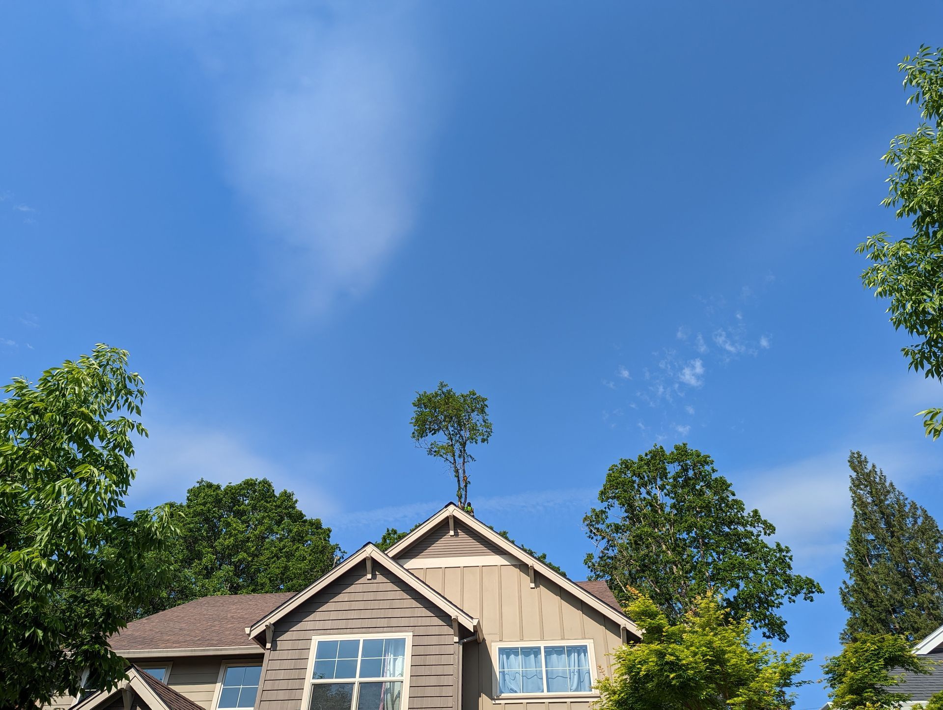 House with tan siding and a roof topped by a tree under a bright blue sky.