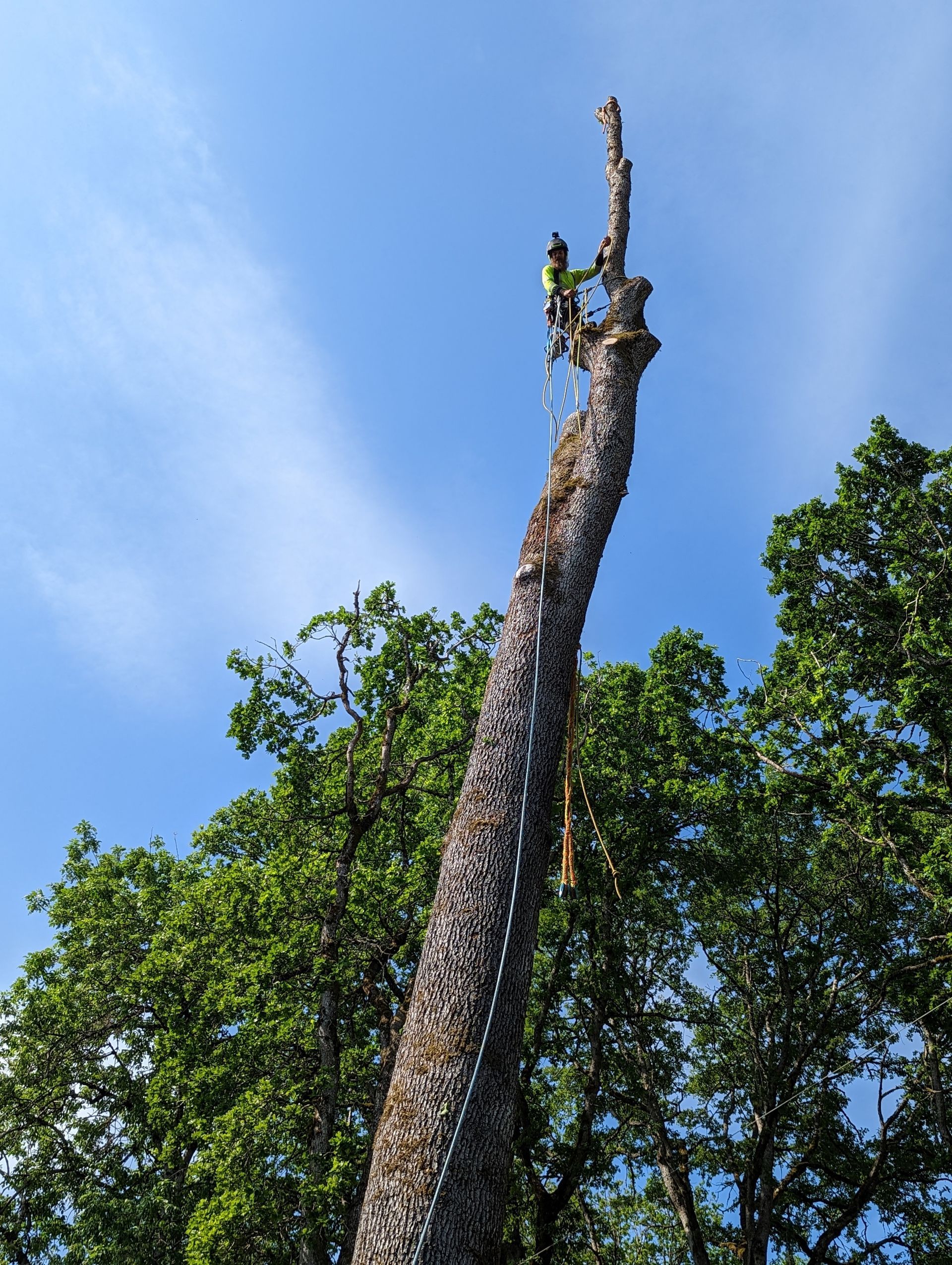 A tall, bare tree trunk against a blue sky, surrounded by green trees