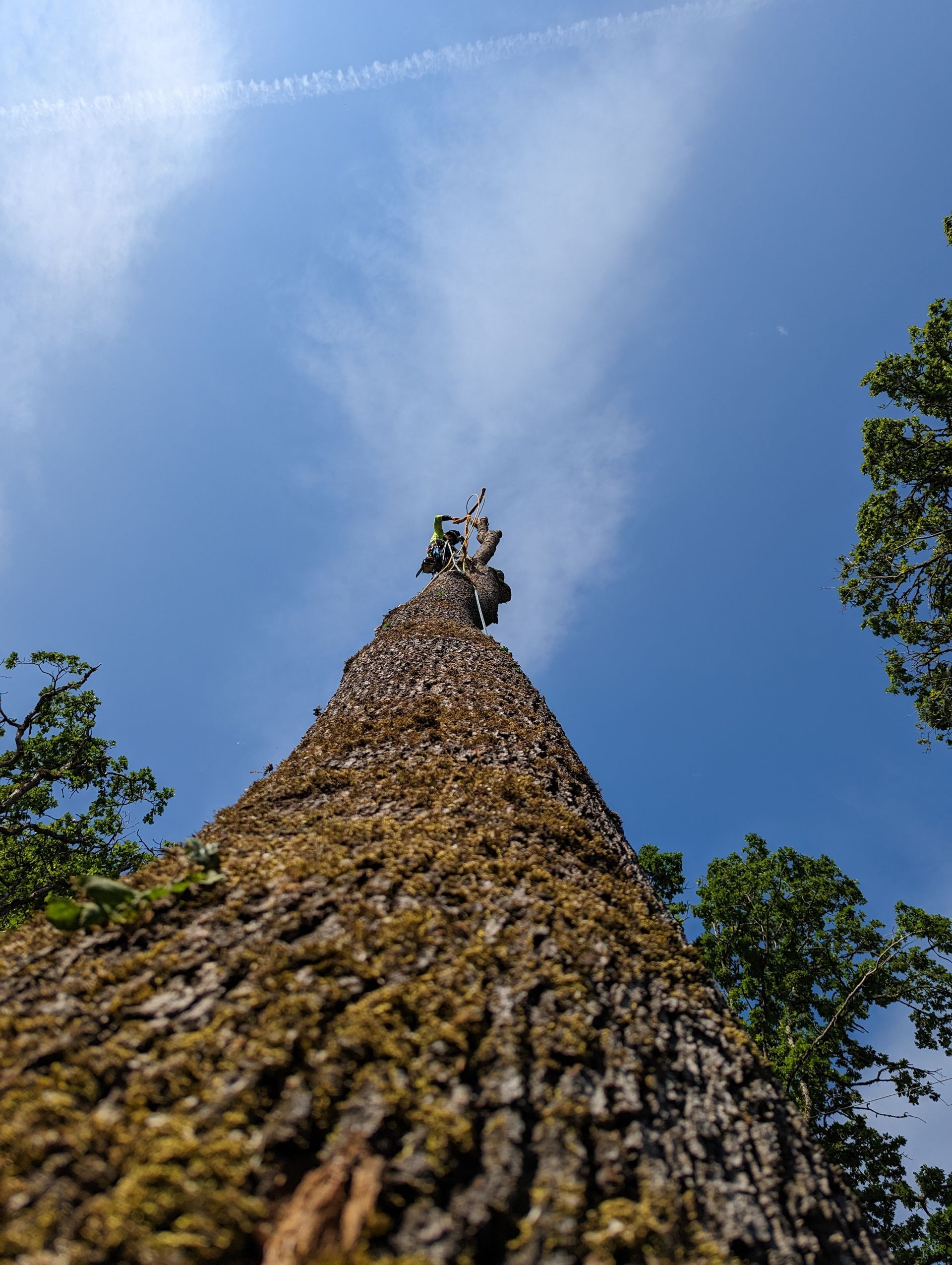Looking up at a tall tree trunk against a blue sky with clouds