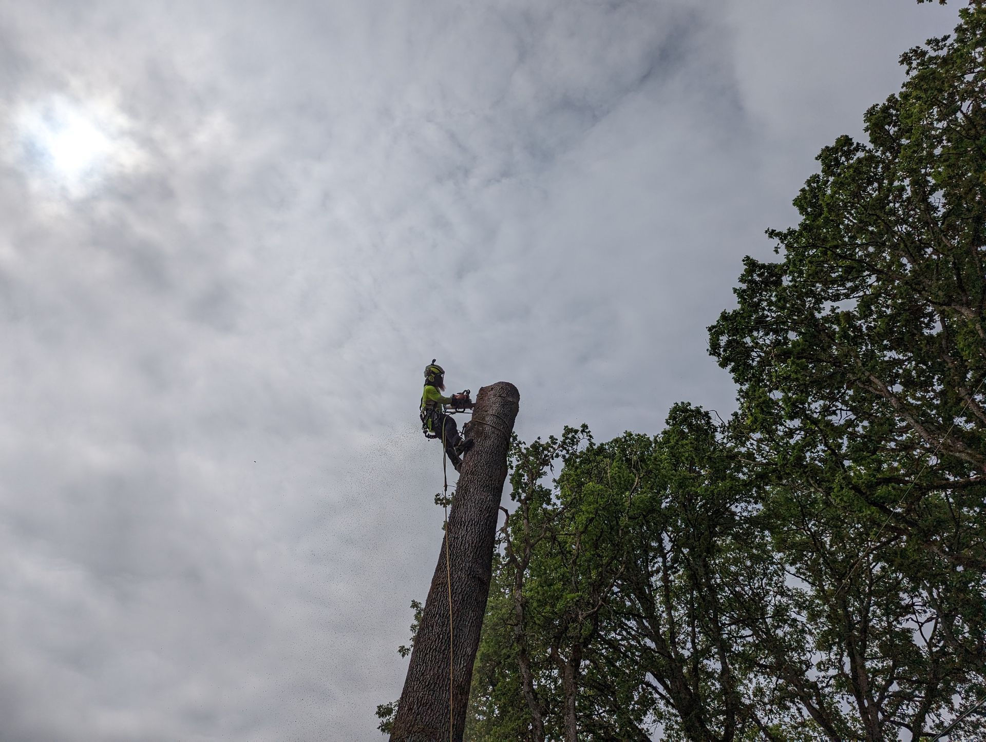 Worker atop a tall tree trunk against a cloudy sky, with leafy trees on the right