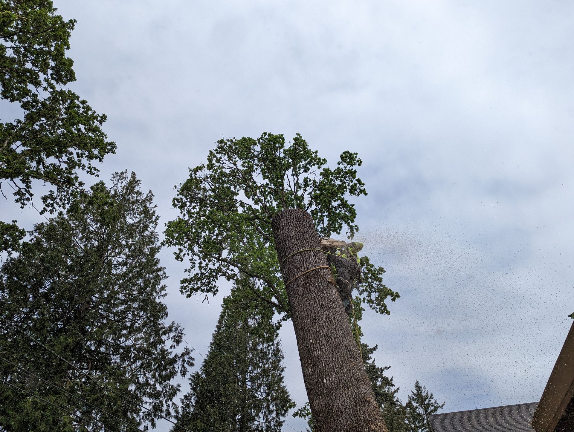 Tall tree trunk reaching into a cloudy sky, surrounded by treetops and a swarm of flying birds