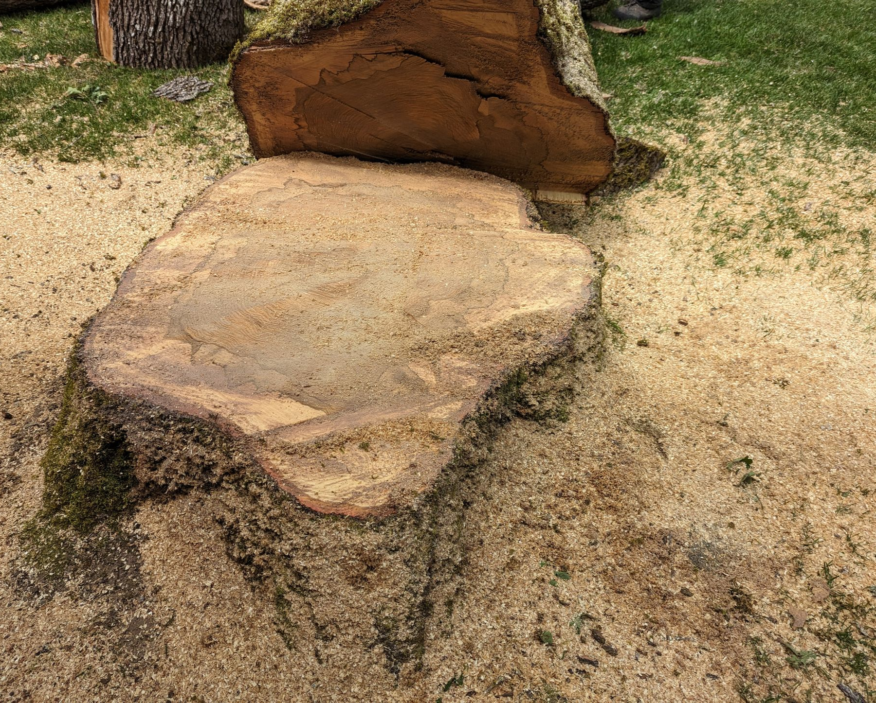 Close-up of a large cut tree stump beside a tree trunk on sandy ground.