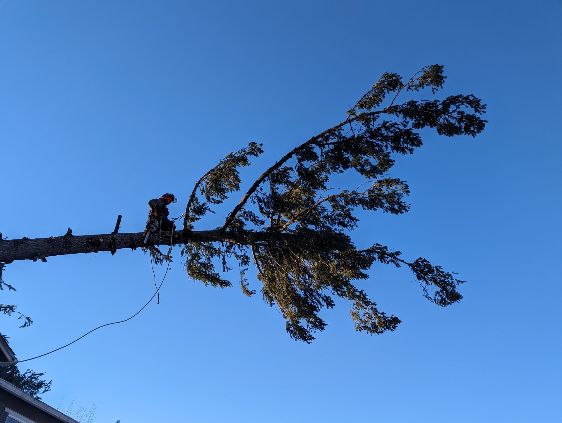 Tall tree bending in strong wind against a clear blue sky