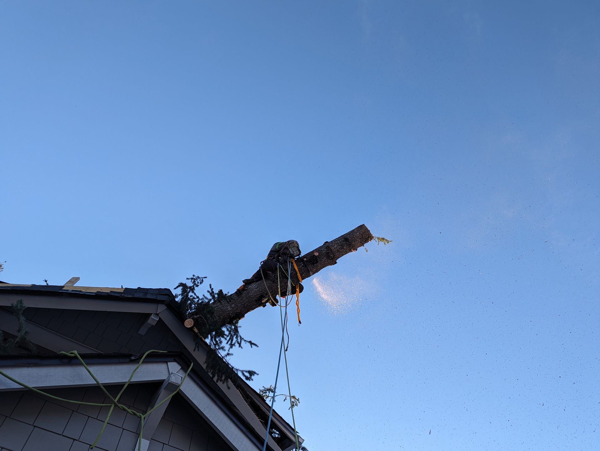 Tree trimmer cutting branches near a roof against a clear blue sky