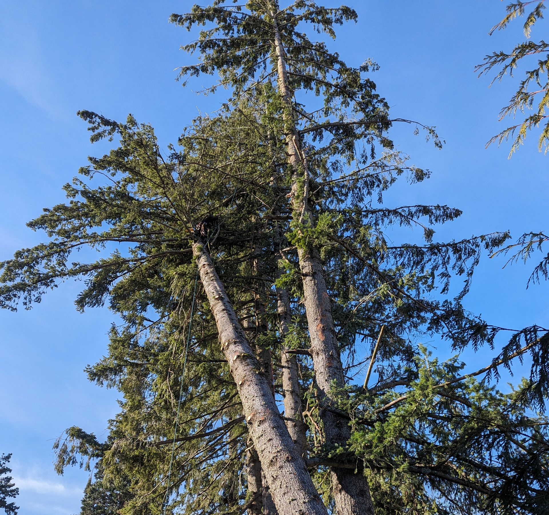 Tall evergreen trees against a clear blue sky