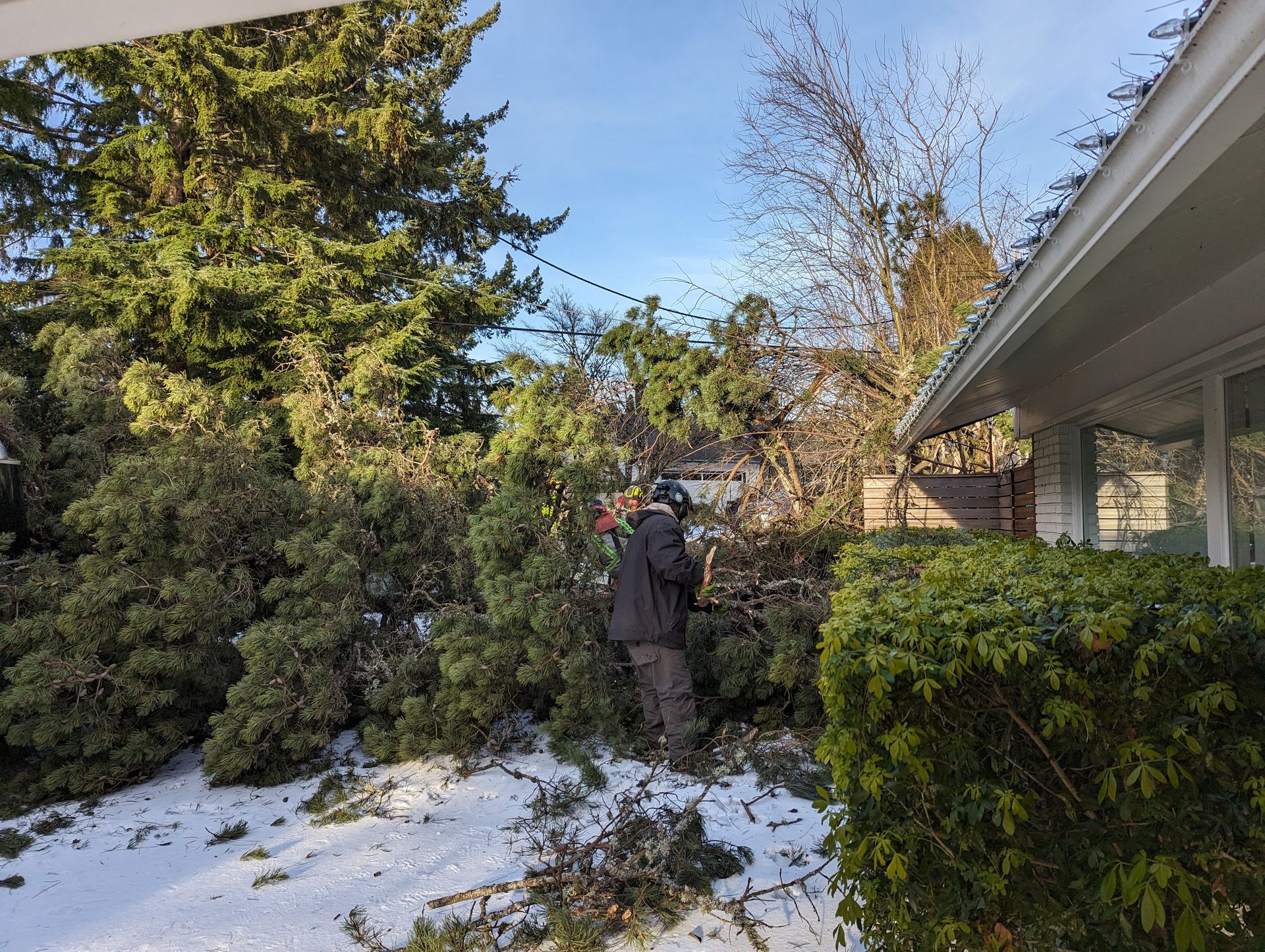 Person trimming a dense hedge in a snowy backyard beside a house