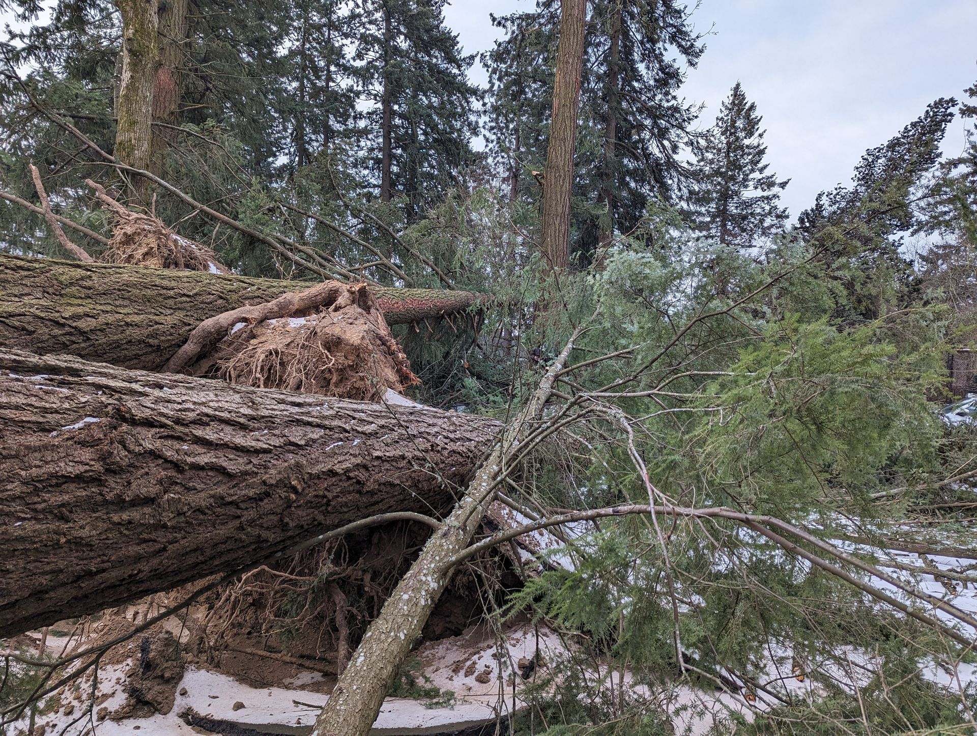 Fallen tree trunk and branches blocking a forest trail in a snowy wooded area