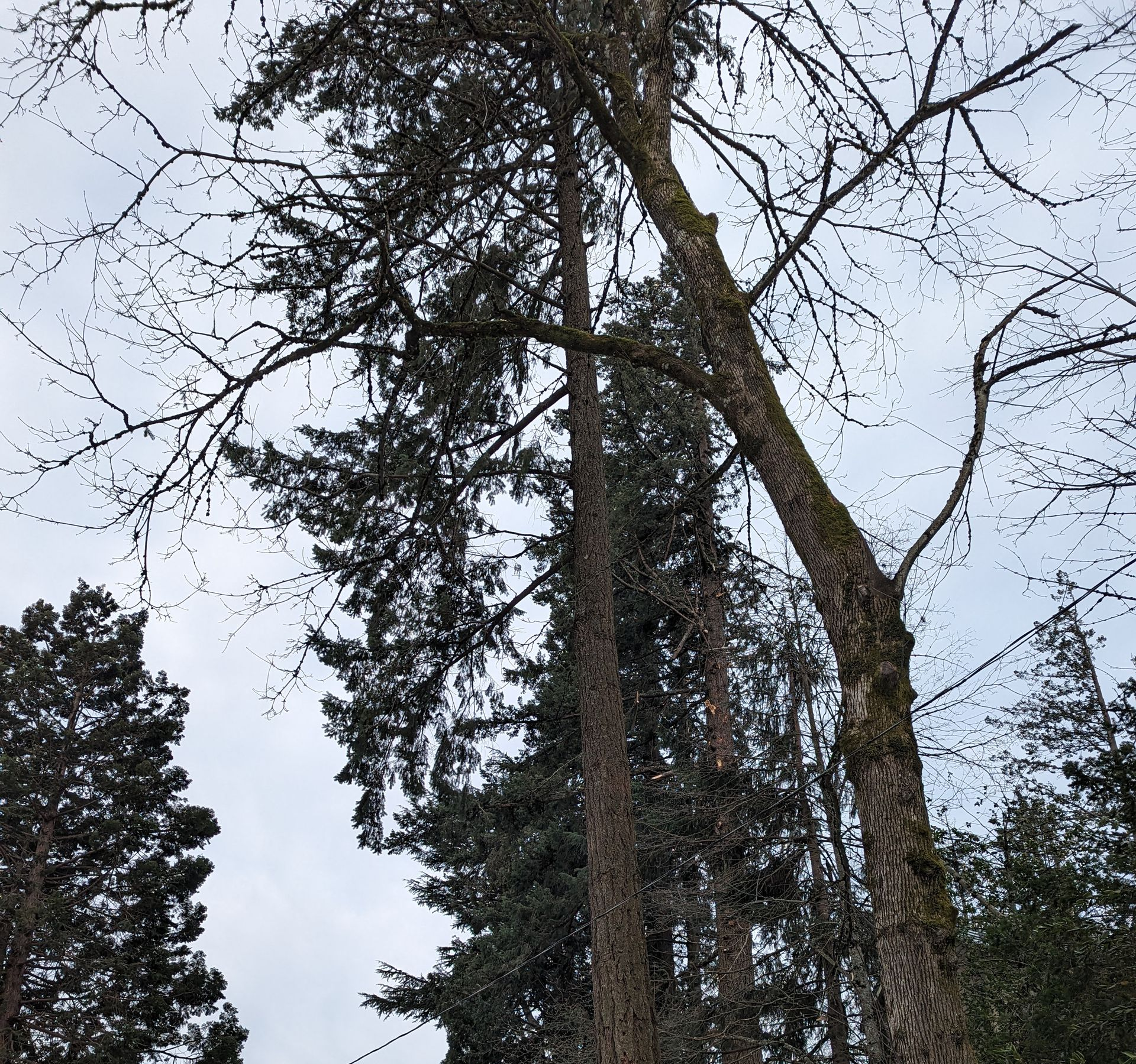 Bare tree branches framing tall evergreen and birch trees against a gray sky