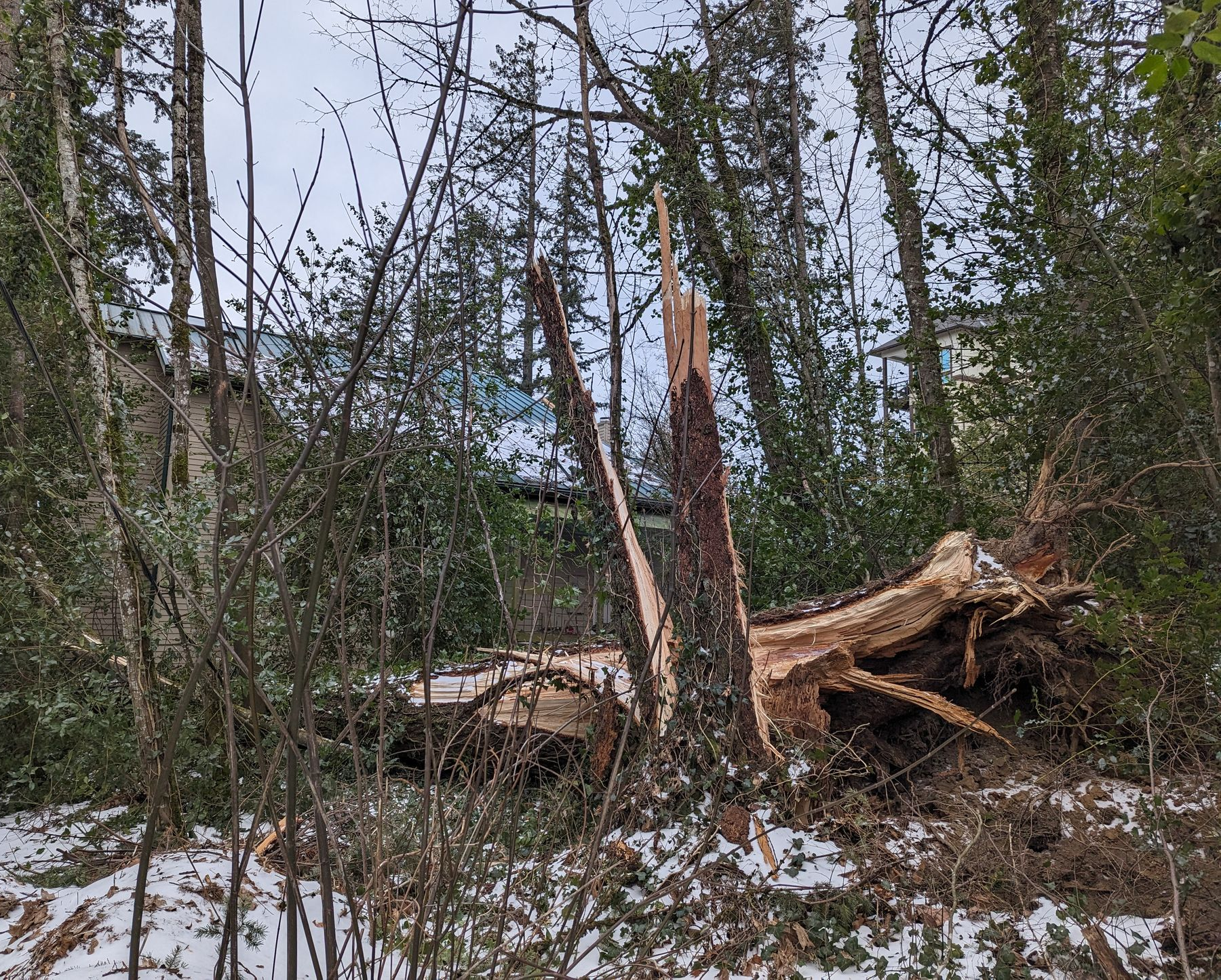 Snowy forest with fallen trees and broken trunk among tall pines