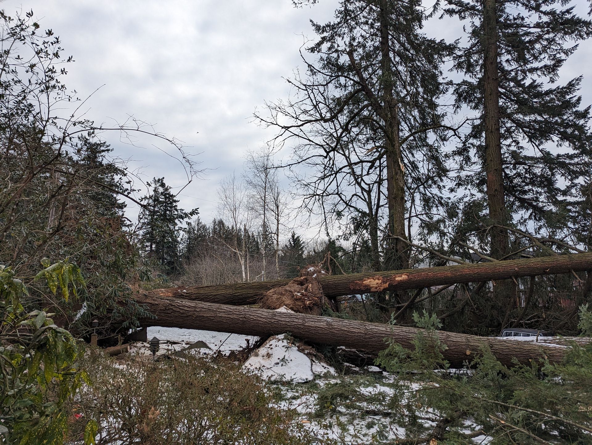 Fallen tree blocking a muddy forest trail under a cloudy sky