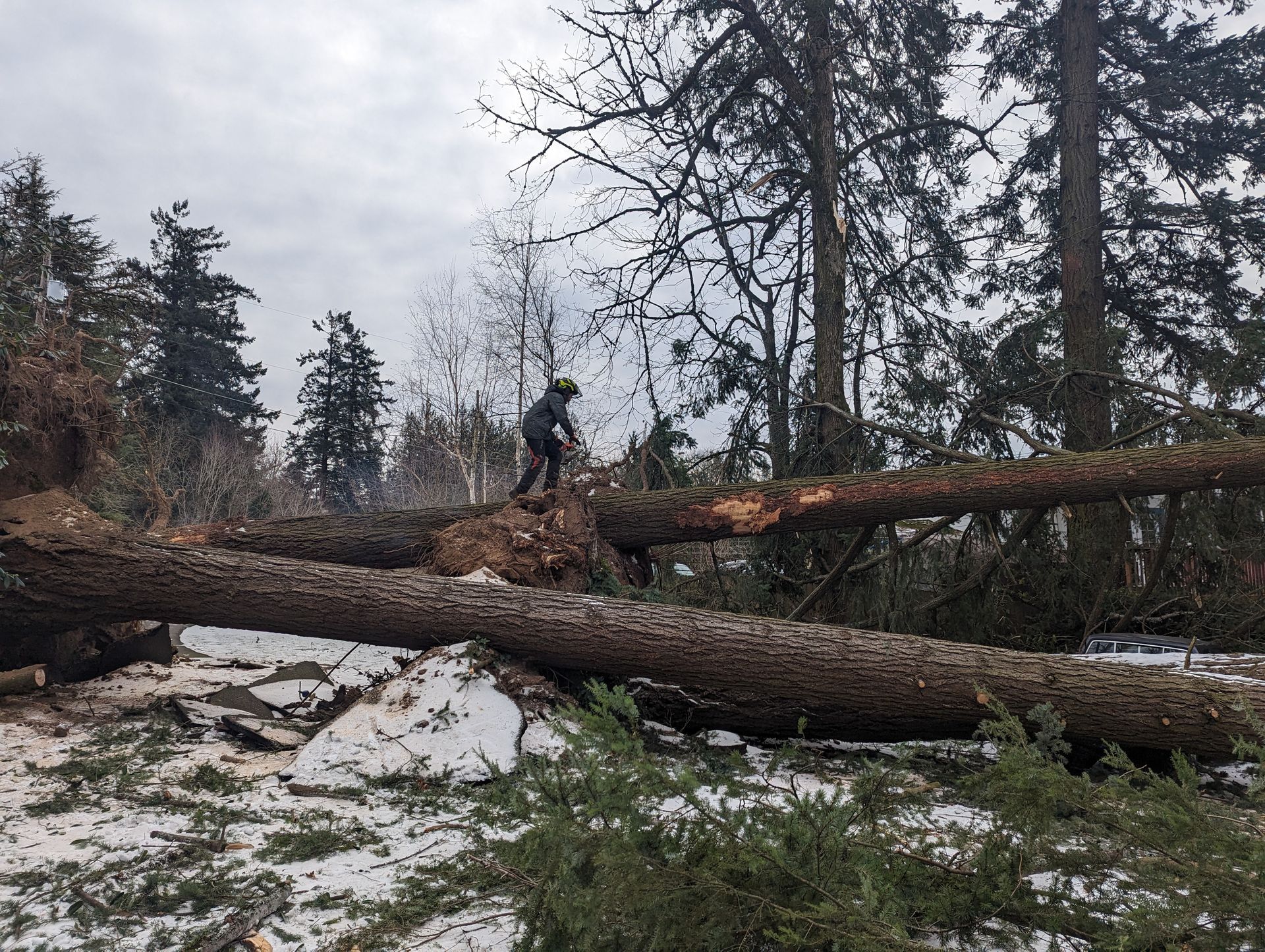 Person standing on a fallen tree in a snowy forest with several downed logs and bare trees