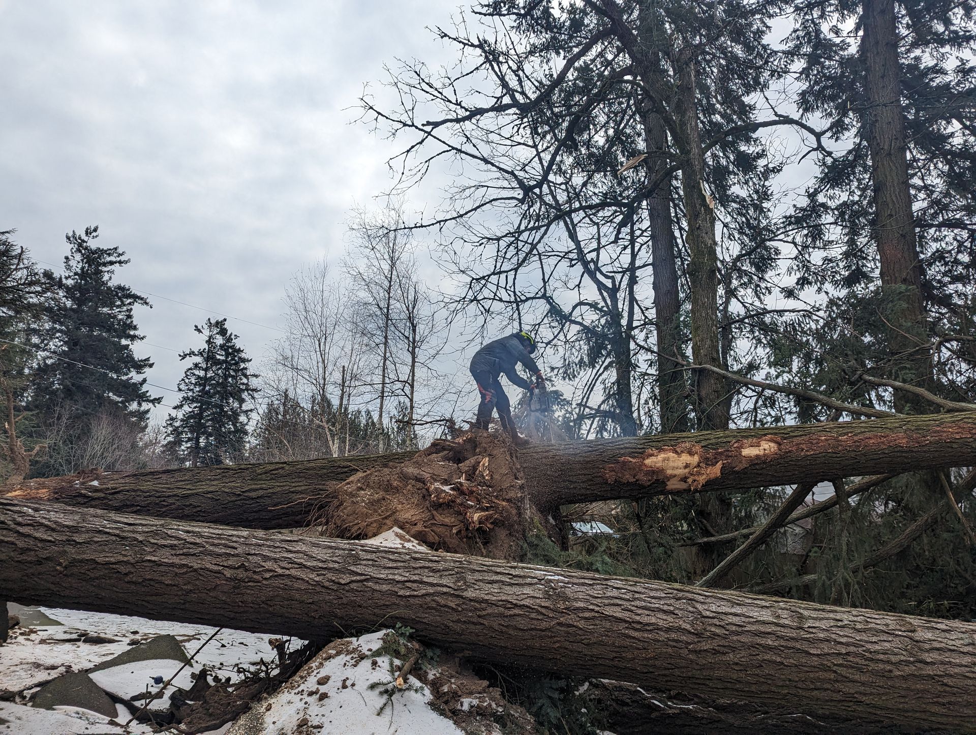 Person standing on a fallen tree in a snowy wooded area under an overcast sky