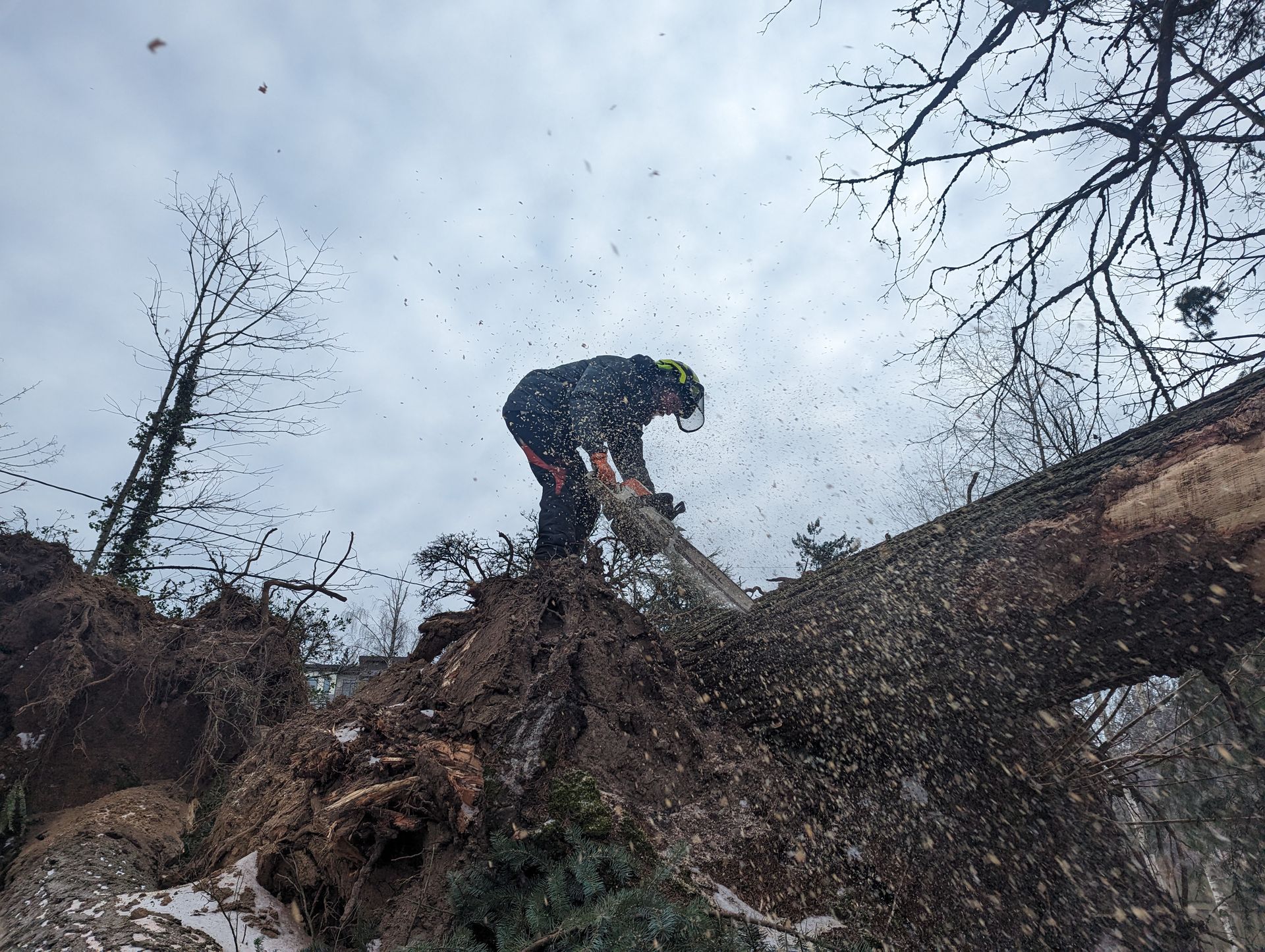 Person in a blue jacket trimming a fallen tree trunk with a chainsaw outdoors