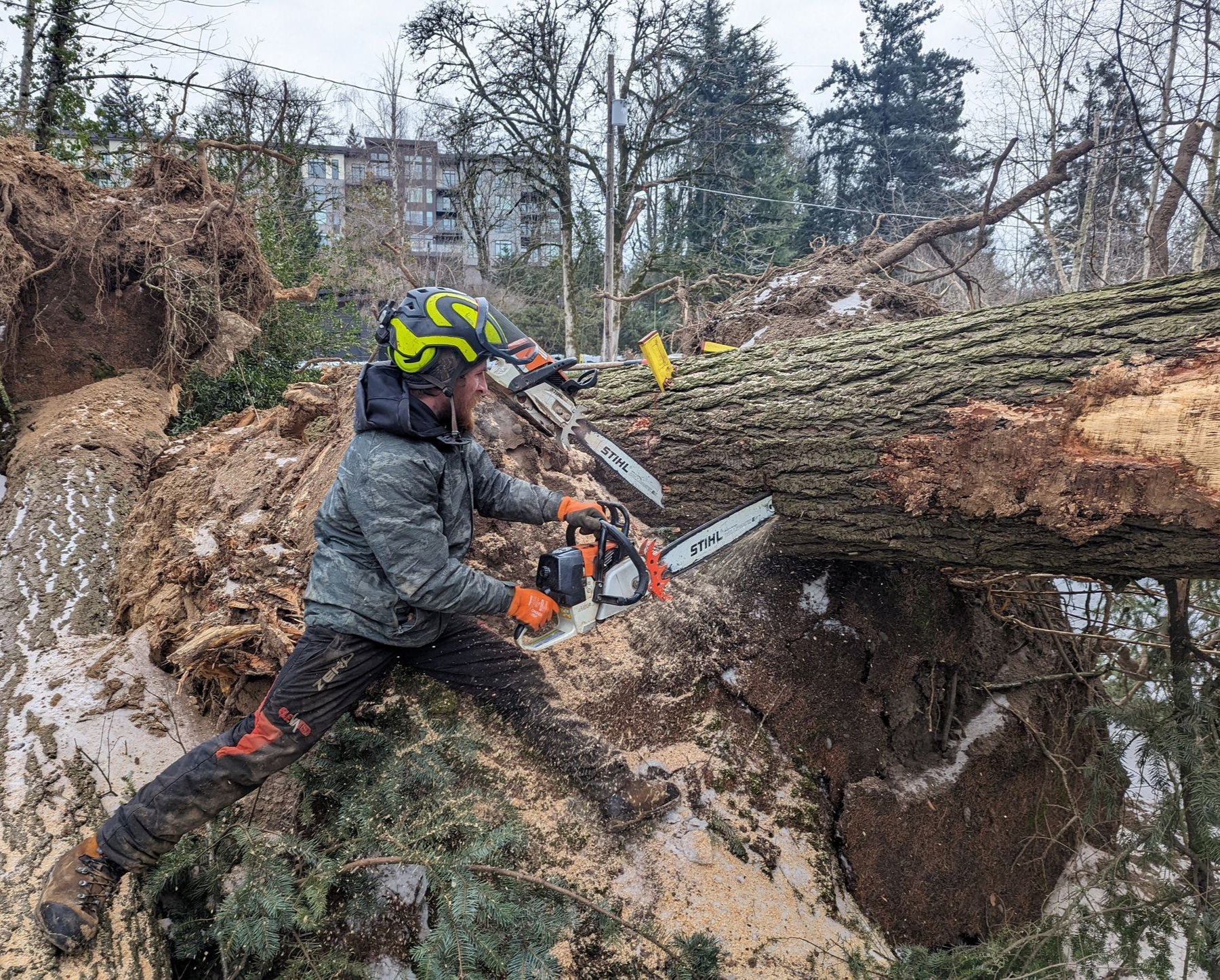 Worker in rain gear cutting a fallen tree trunk with a chainsaw in a snowy wooded area