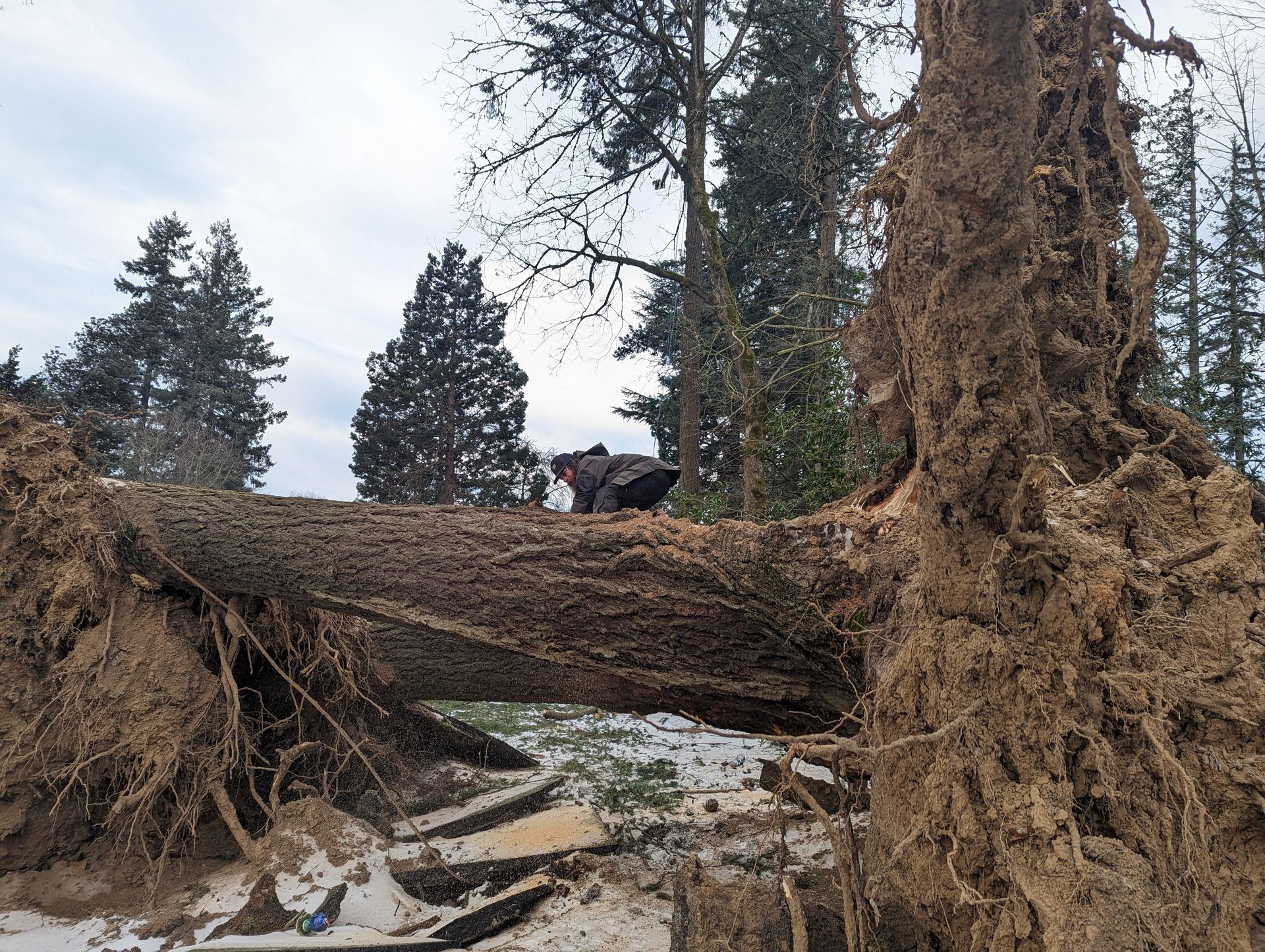 A fallen tree lies across a snowy forest trail with large roots exposed on both ends.