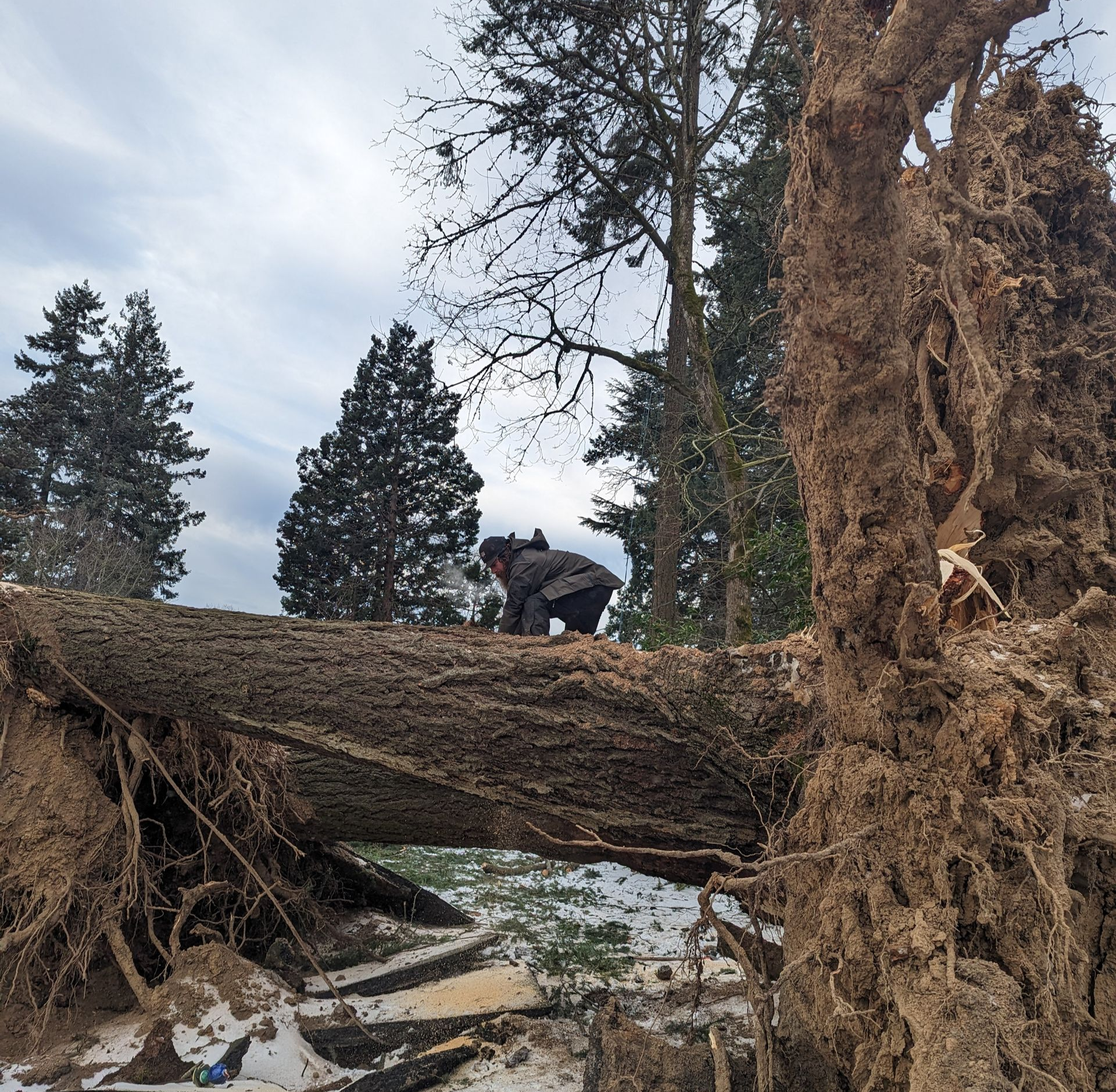 Person crouching on a fallen tree in a snowy forest with tall evergreens and cloudy sky