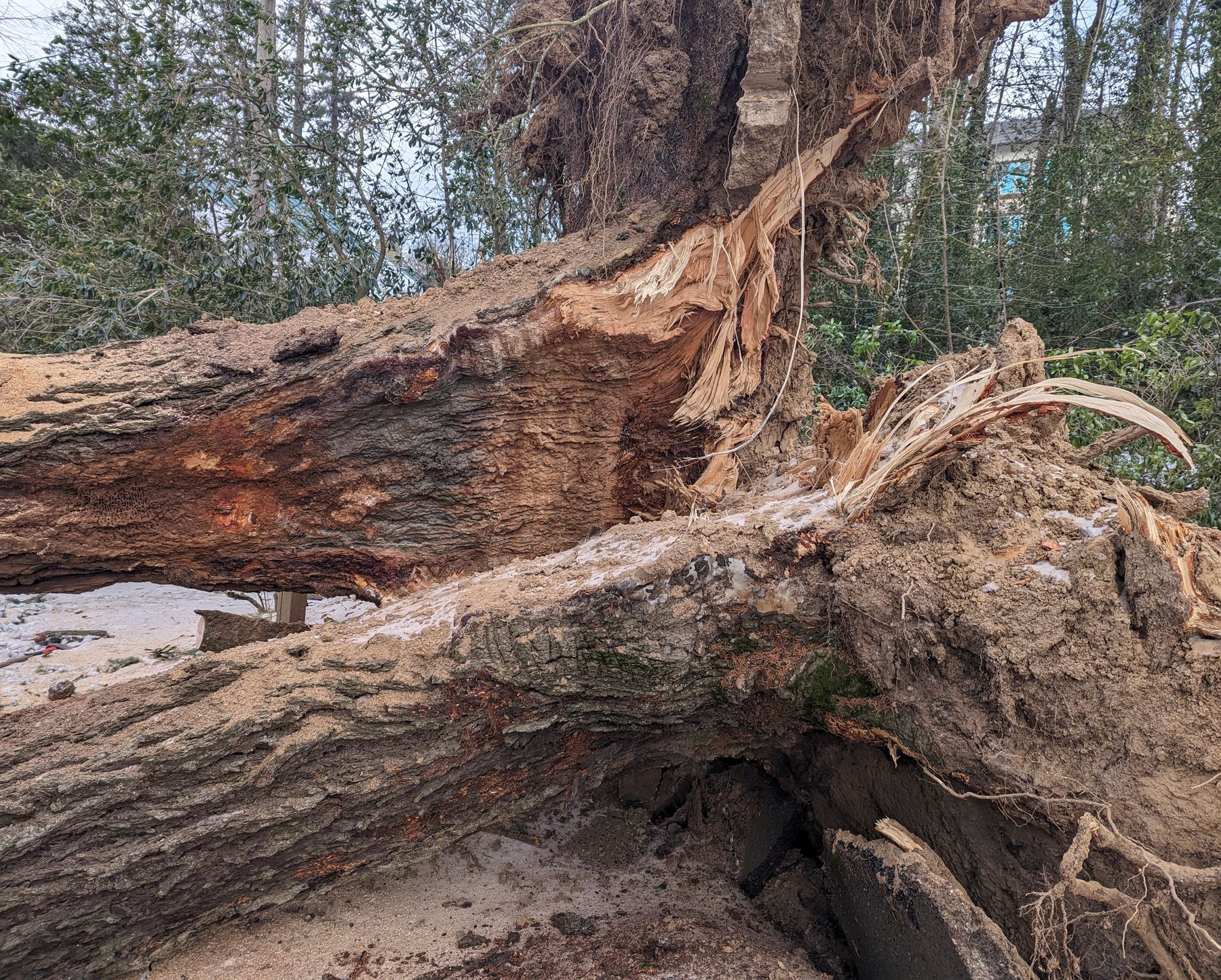 Fallen tree trunk with rough bark and exposed roots in a wooded area