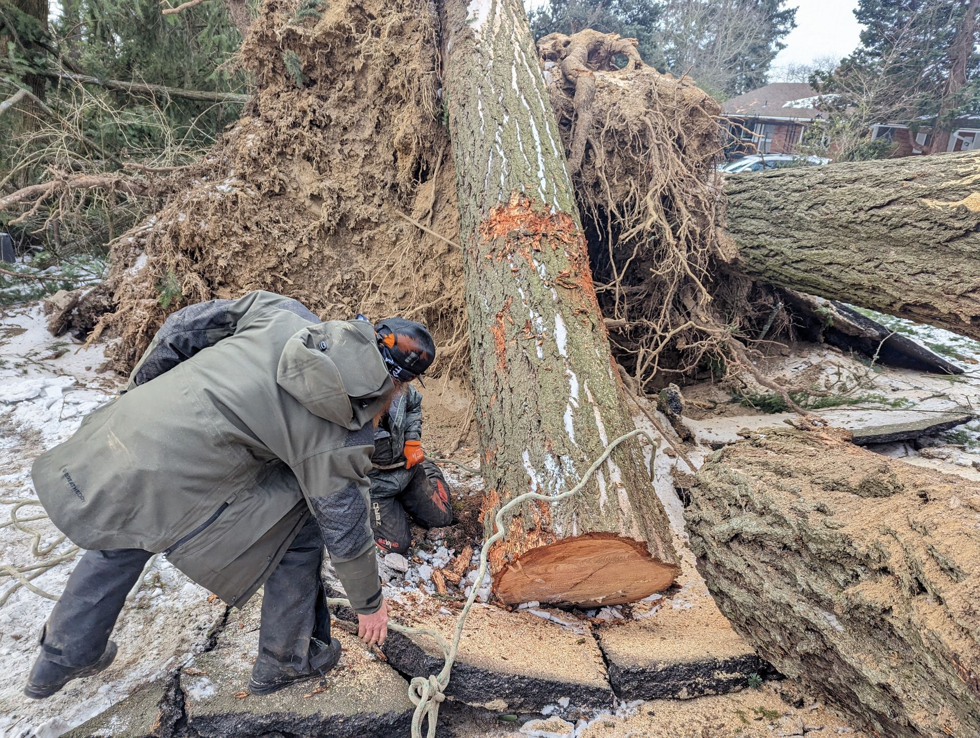 Two workers cutting a fallen tree trunk with a chainsaw in a muddy outdoor yard