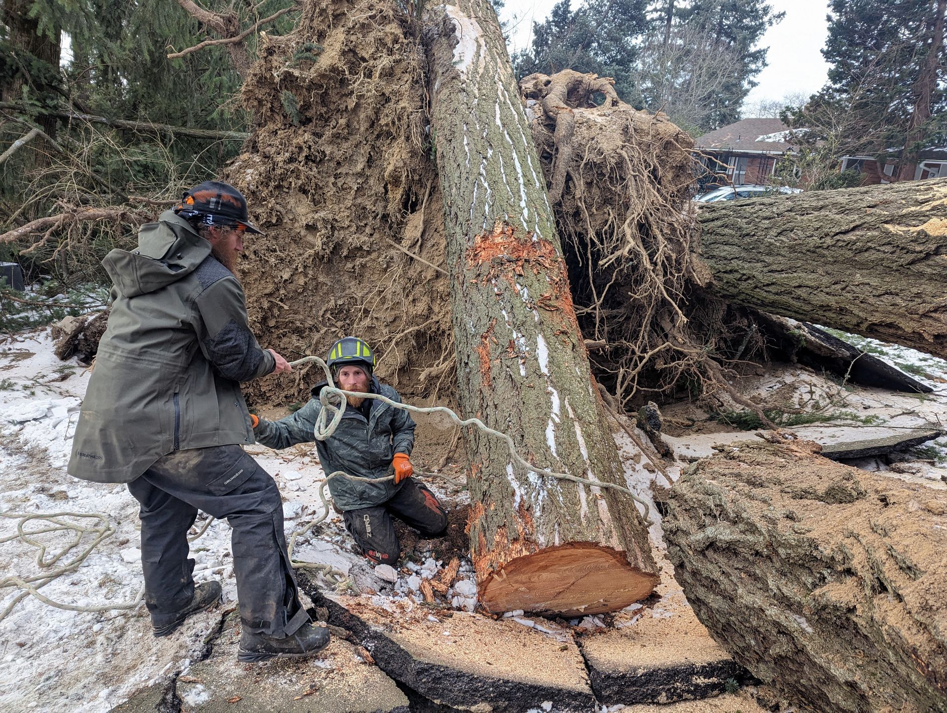 Workers cutting a large fallen tree trunk in a snowy yard