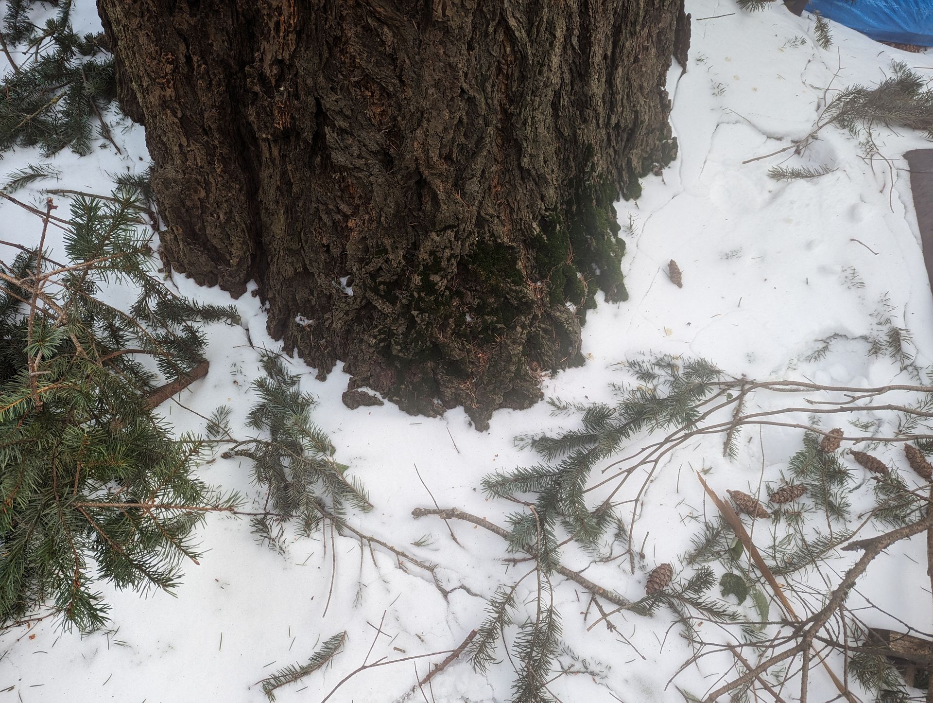 Snow-covered forest floor around a tree trunk with scattered pine branches