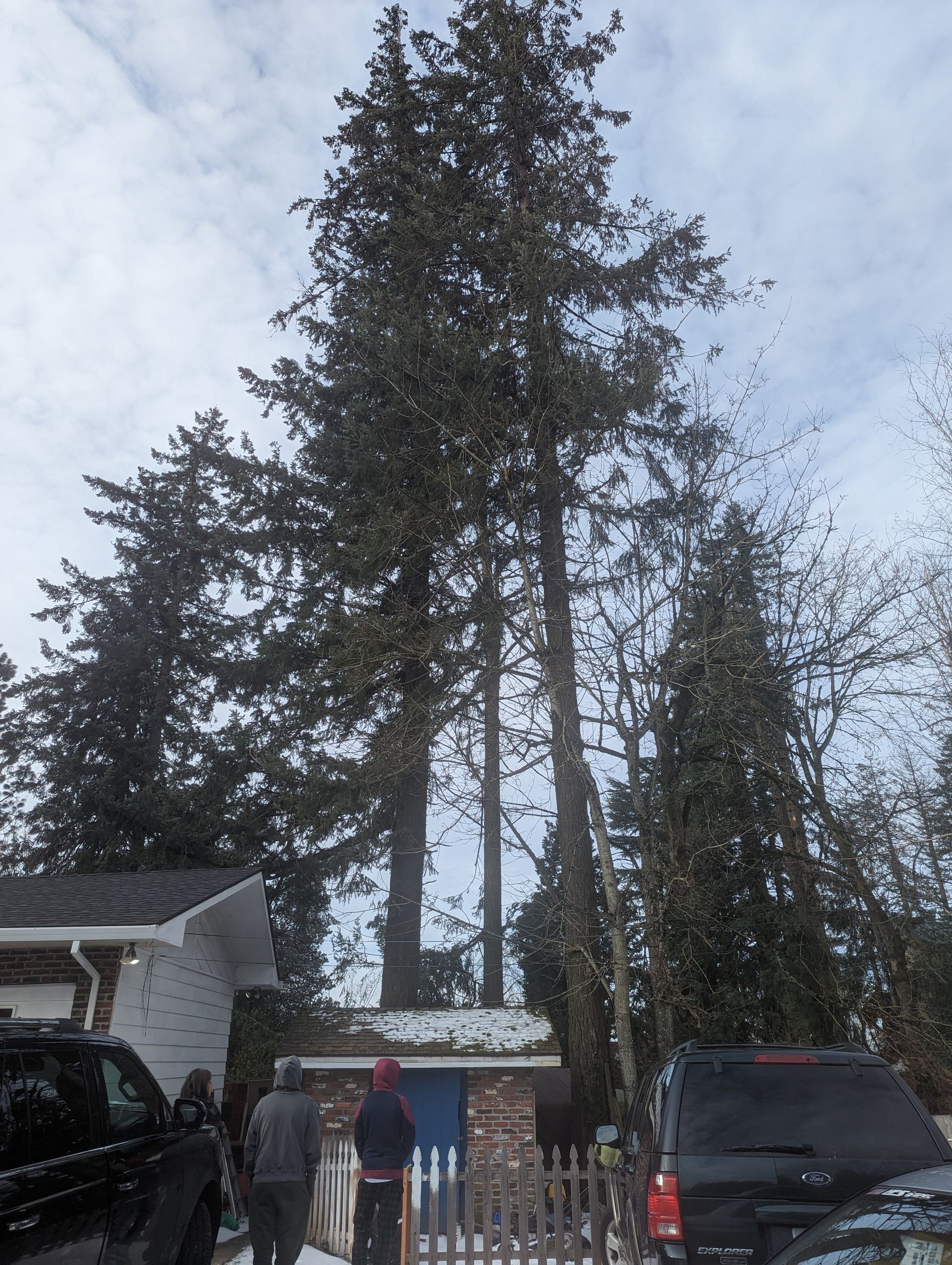 Tall evergreen trees behind a snowy suburban yard with parked vehicles and a person near the fence