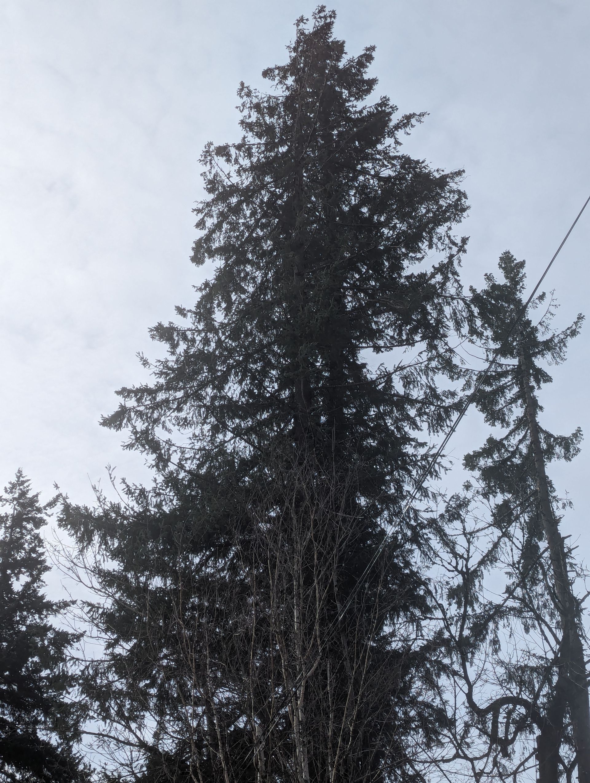 Tall evergreen trees silhouetted against a pale cloudy sky