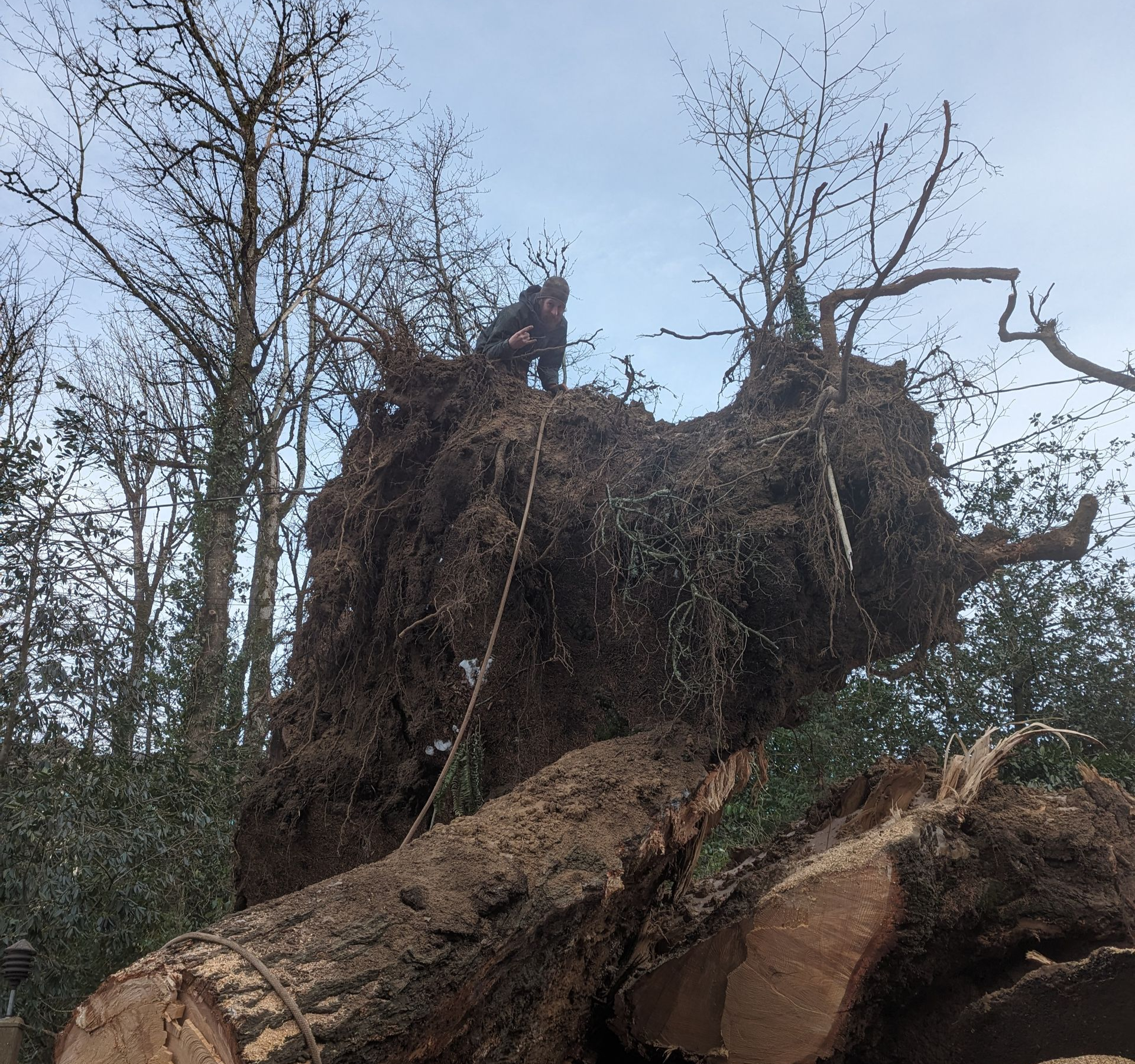 Uprooted fallen tree with exposed roots in a wooded area under a cloudy sky