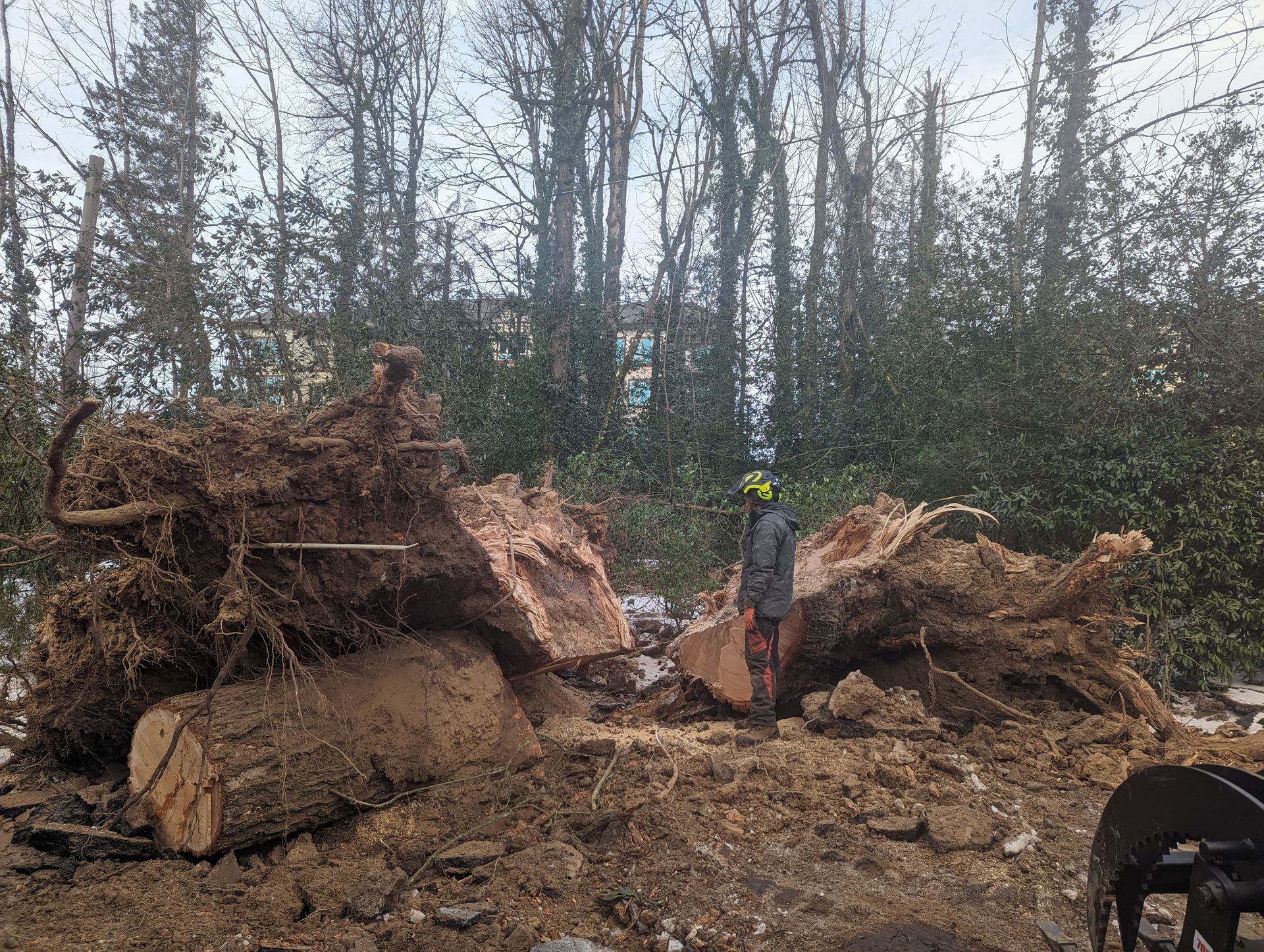 Worker beside uprooted tree roots in a muddy wooded area