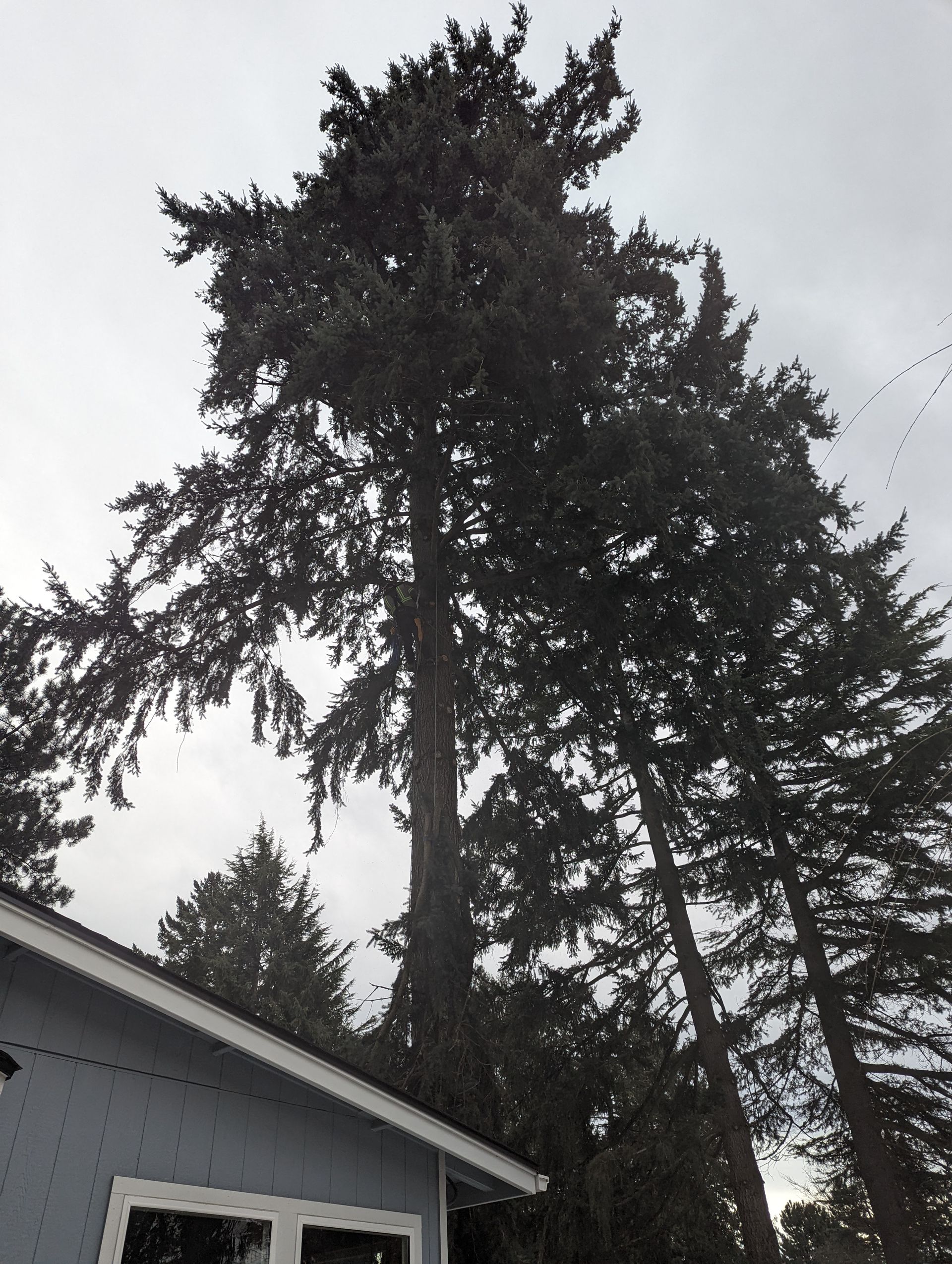 Tall evergreen trees beside a gray house under an overcast sky