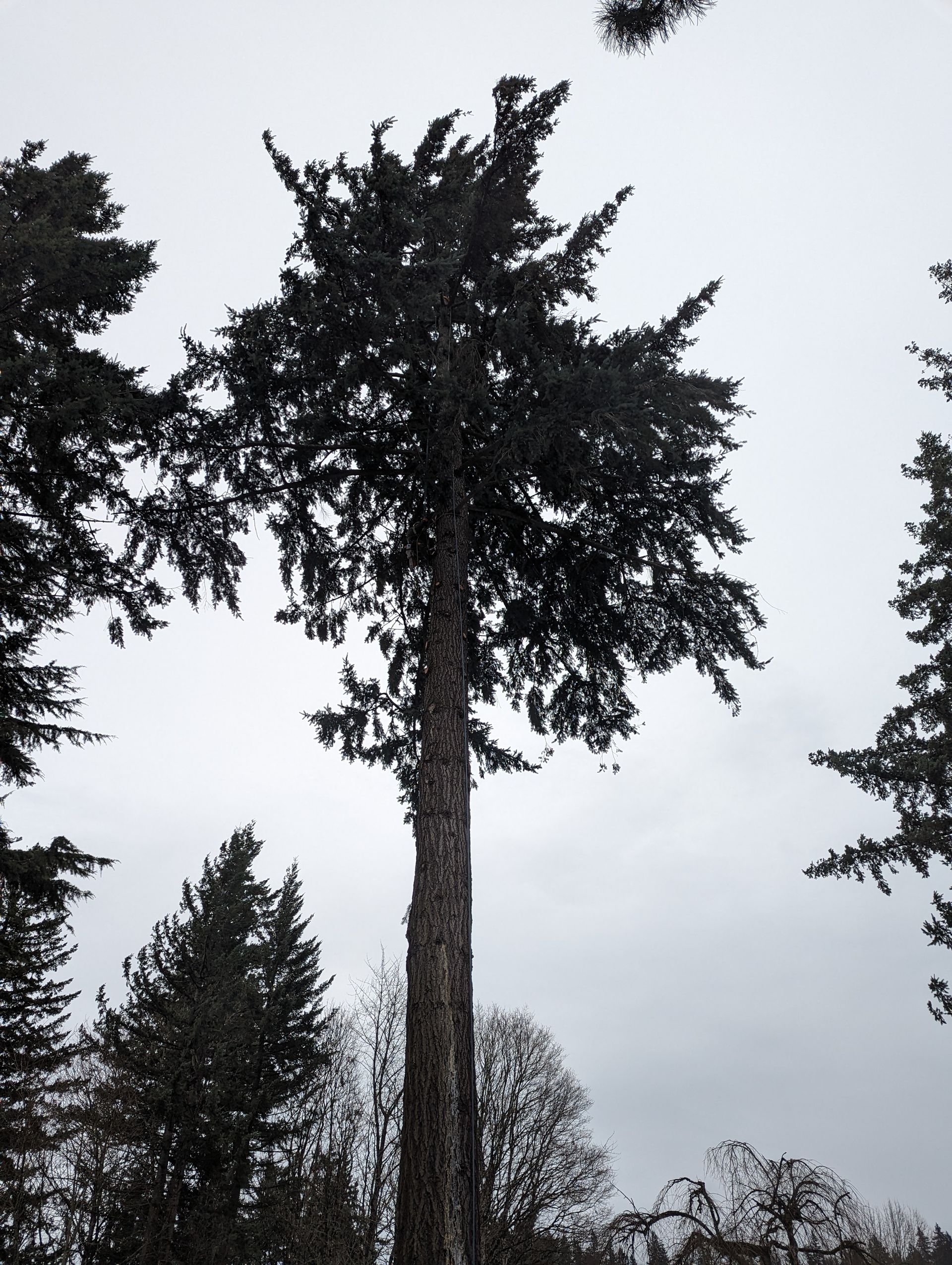 Tall evergreen tree against a gray sky, with other conifers in the background