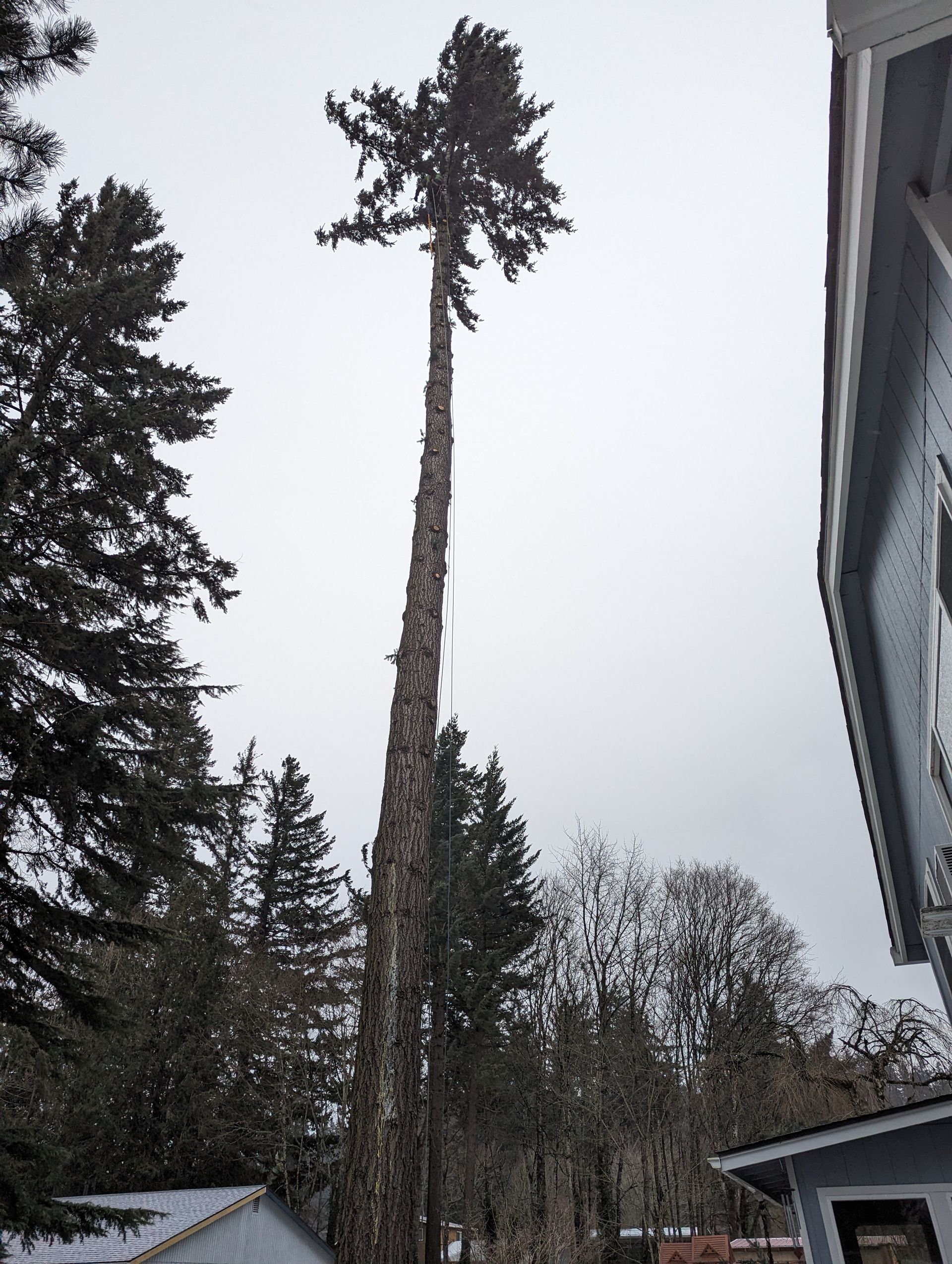 Tall, bare tree trunk with a small leafy crown in a wooded yard beside a house