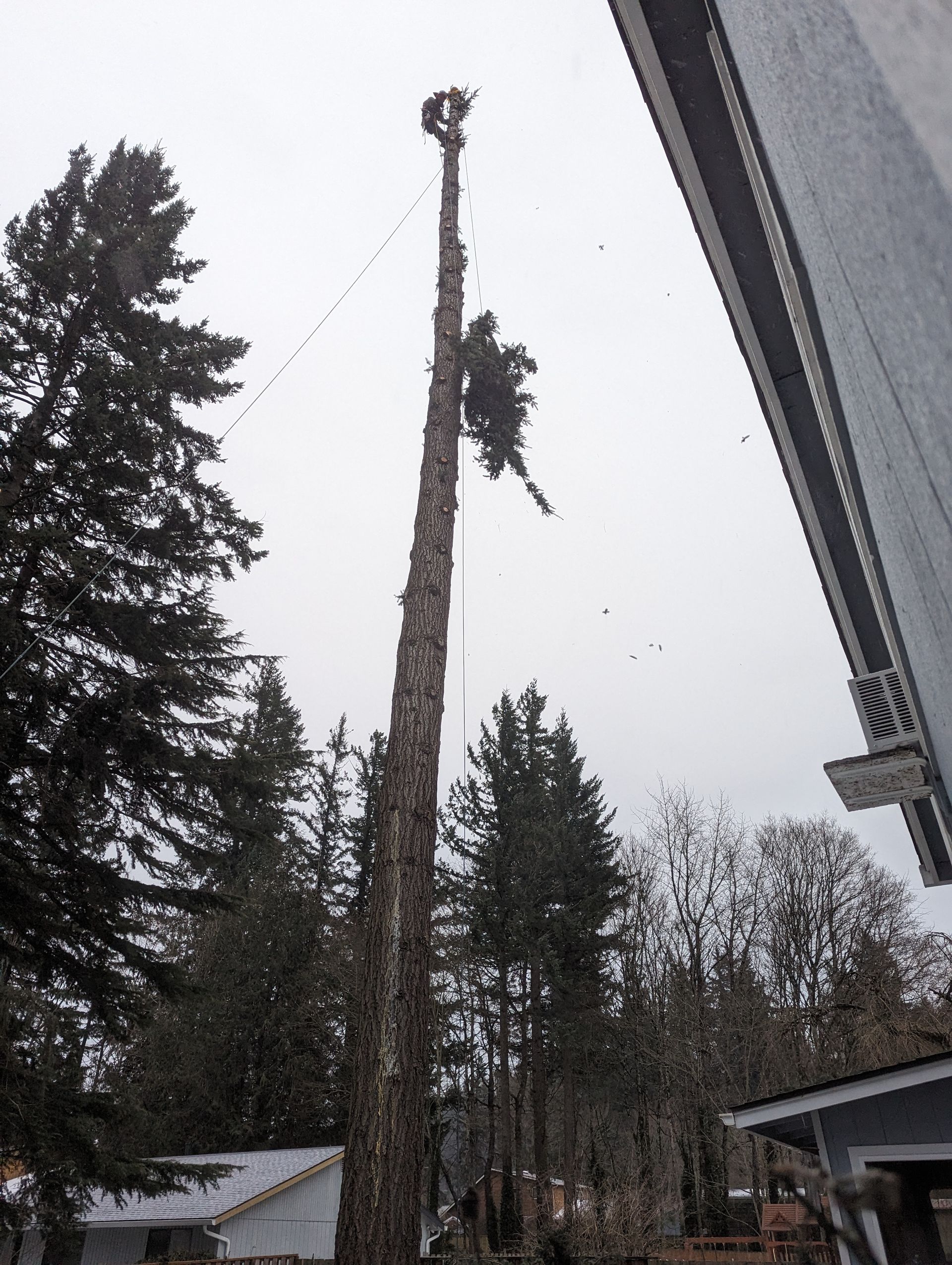 Tall tree with broken top leaning near houses, seen from below on an overcast day.