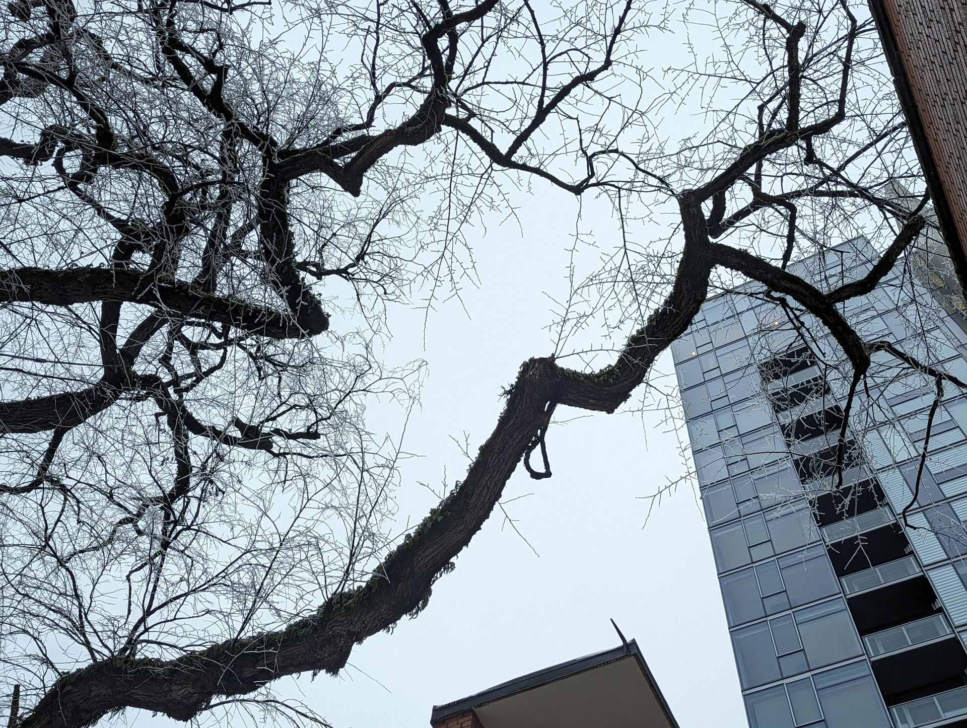 Bare tree branches framing a tall modern building against a pale sky.