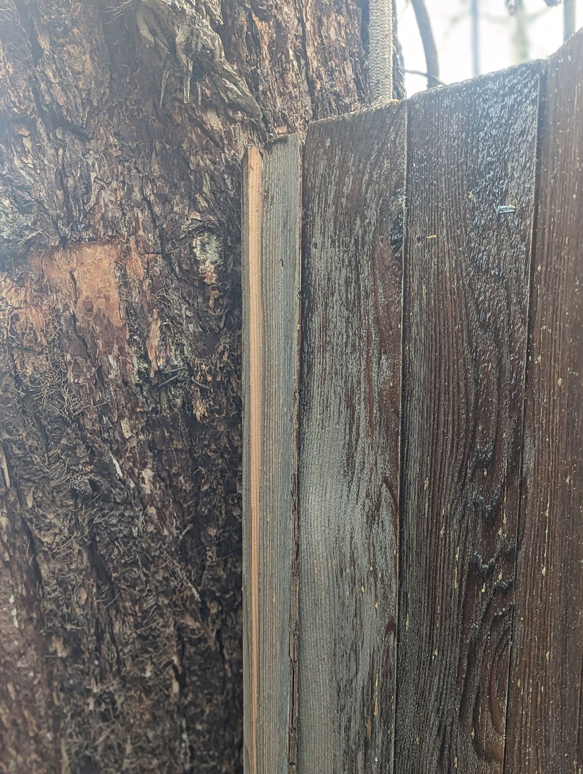 Close-up of weathered wooden fence posts with a narrow vertical gap and rough bark texture