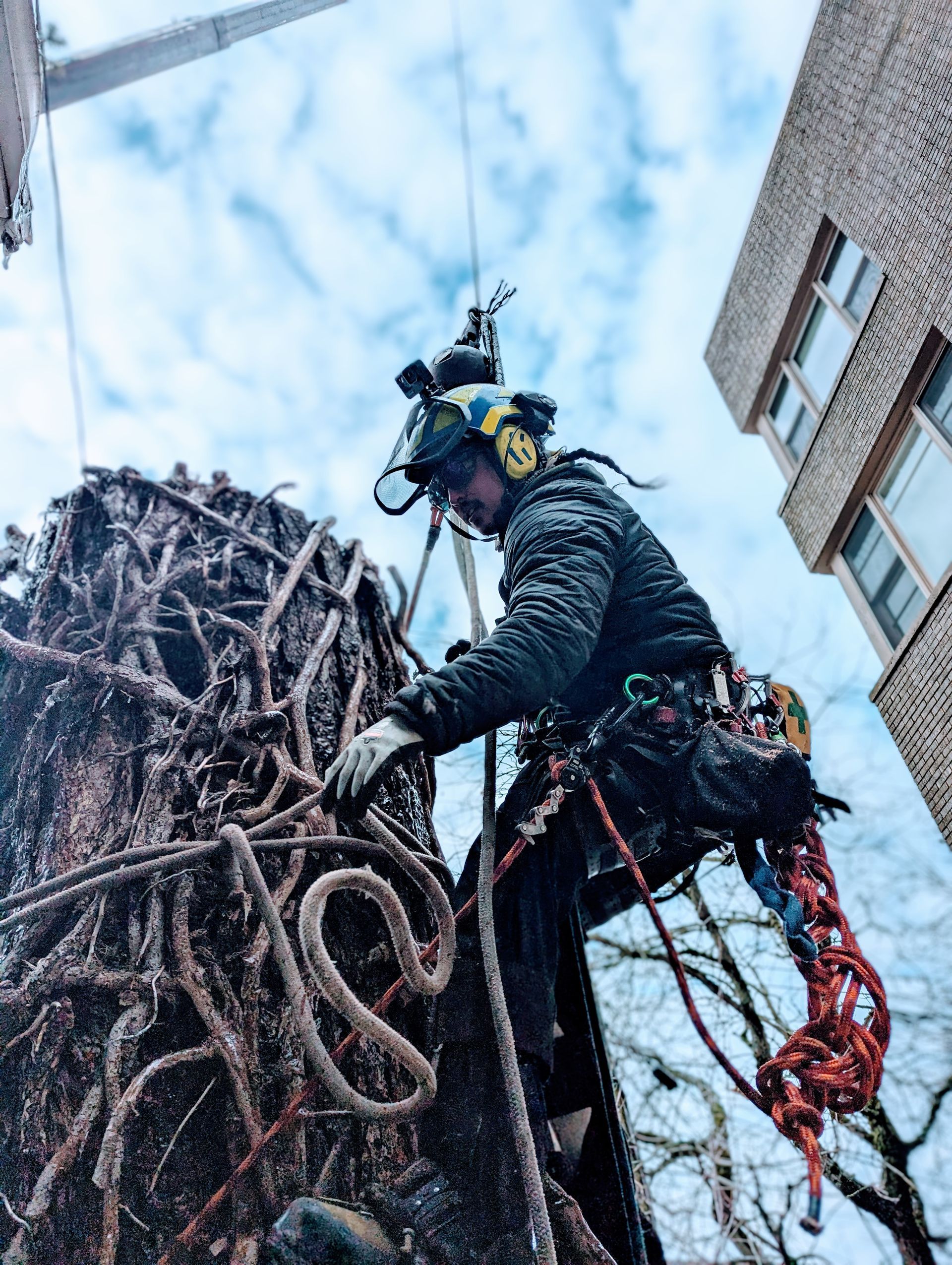 Climber in helmet and harness scaling a large leafless tree beside a brick building under a blue sky