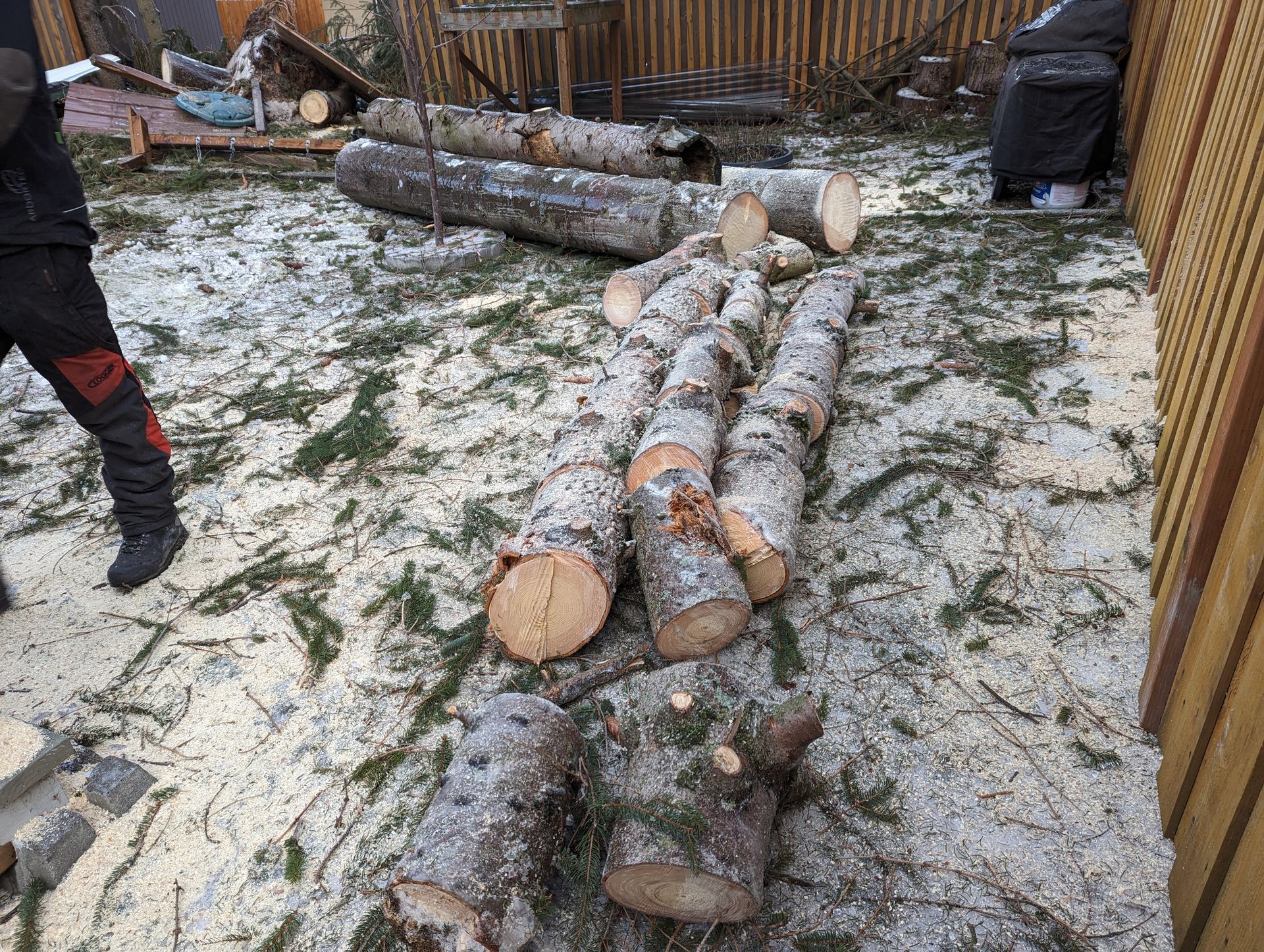 Cut logs stacked in a snowy backyard beside a wooden fence, with a person partly visible on the left.