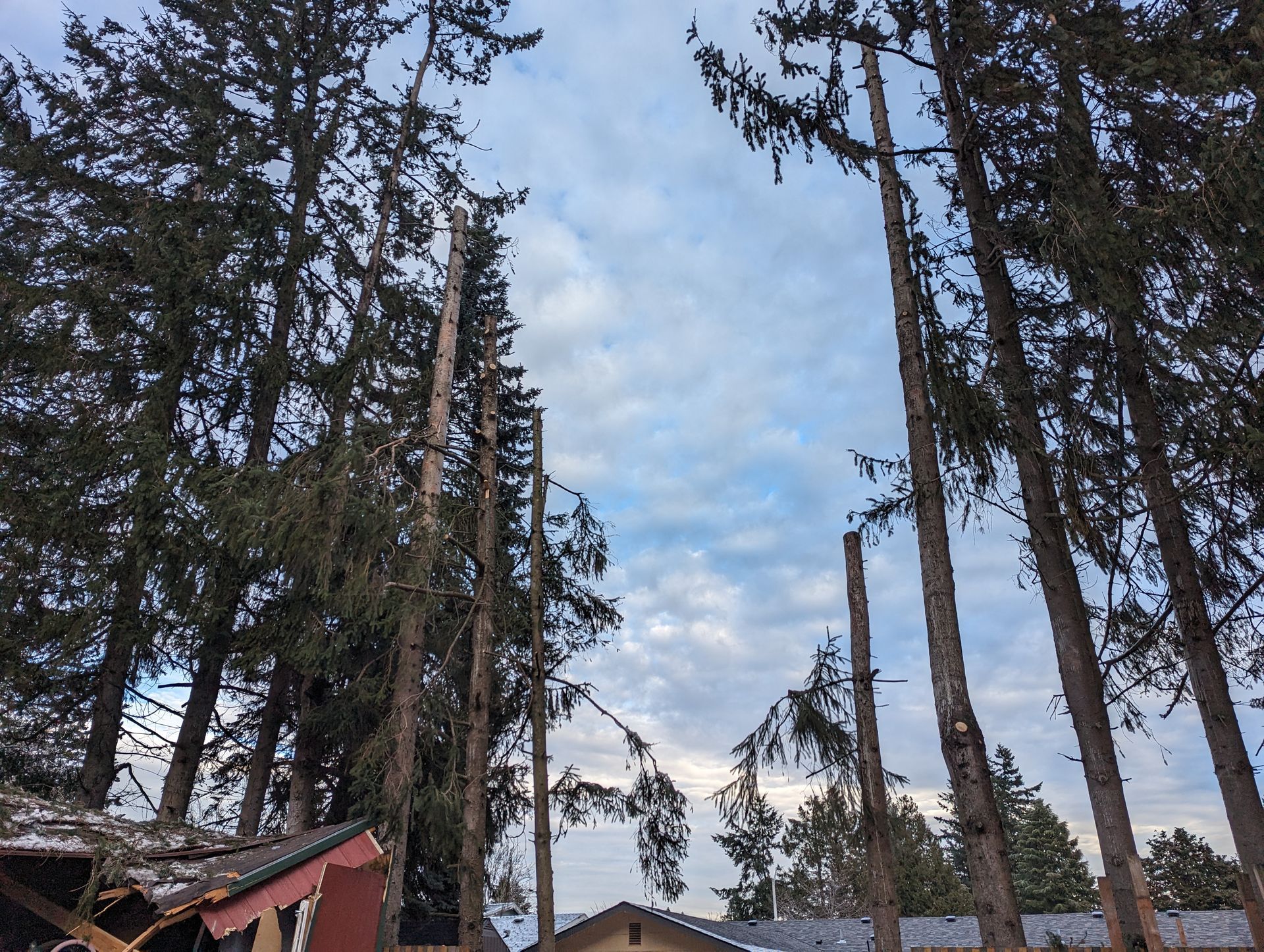 Snowy forest with tall evergreen trees and a damaged red-roofed building under a cloudy sky
