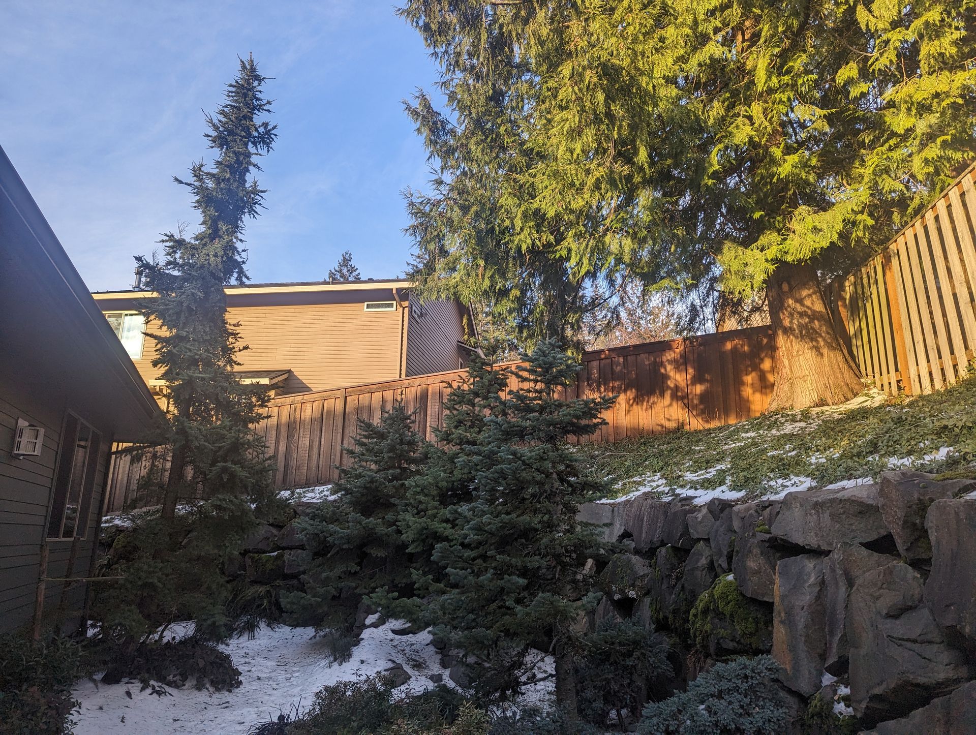 Backyard hillside with evergreen trees, rocks, and patches of snow in warm sunlight