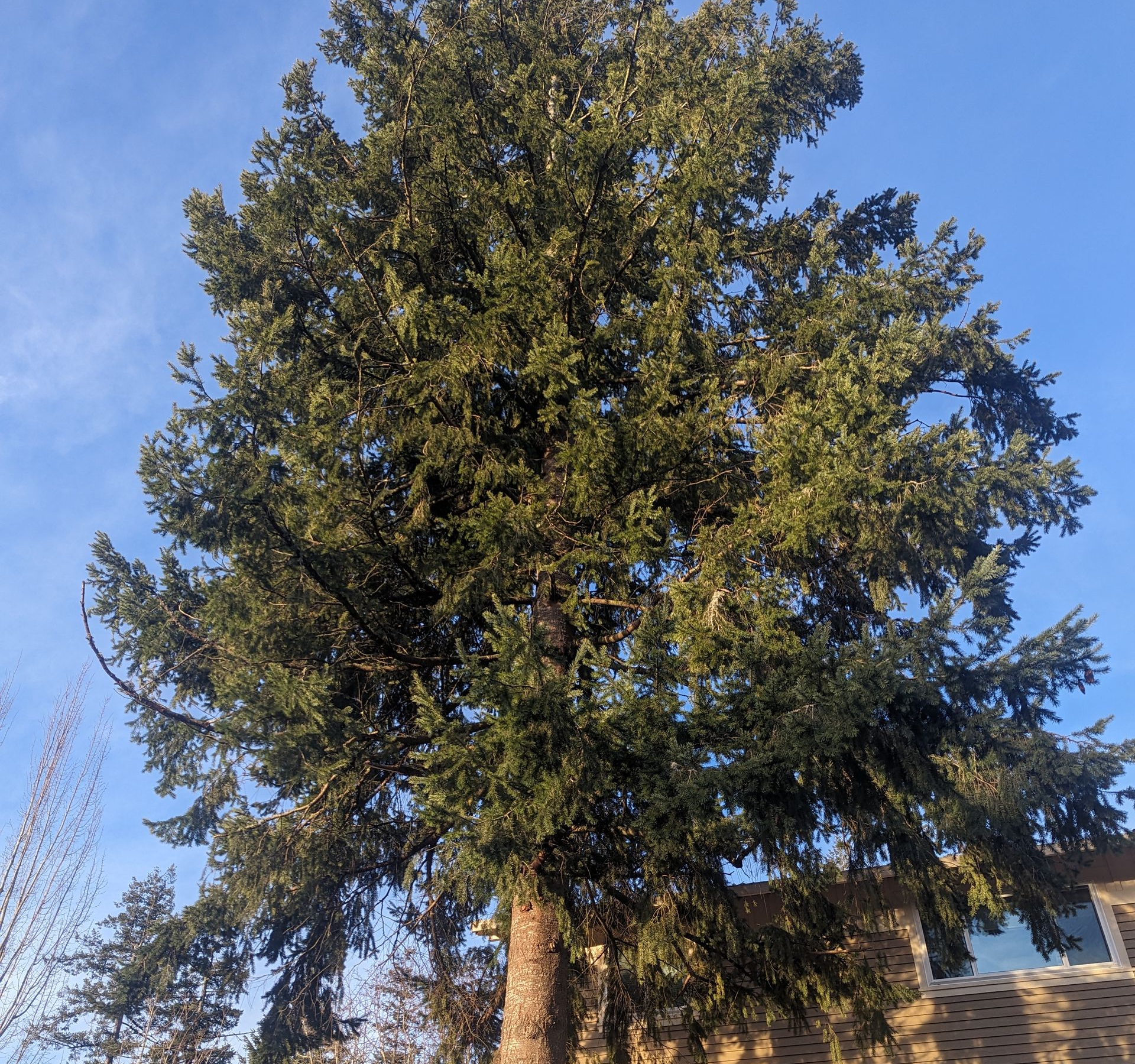 Tall evergreen tree against a blue sky in a backyard, with a fence and house roof below.