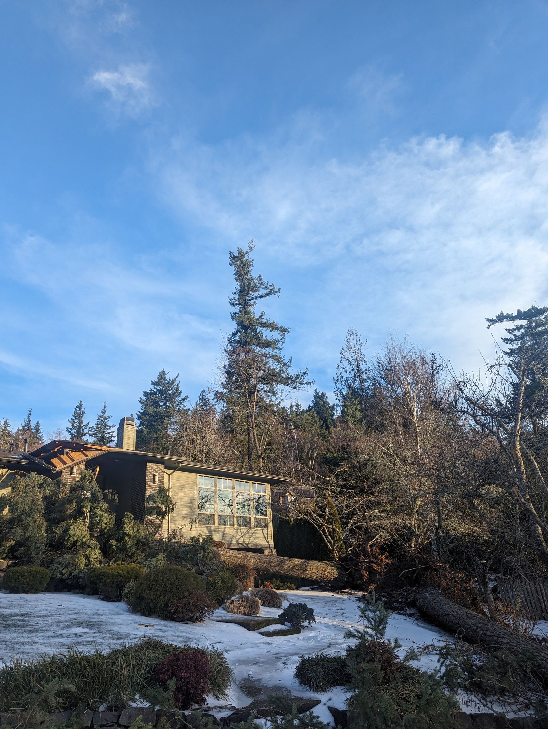 Snowy yard with a house and tall evergreen trees under a blue sky.