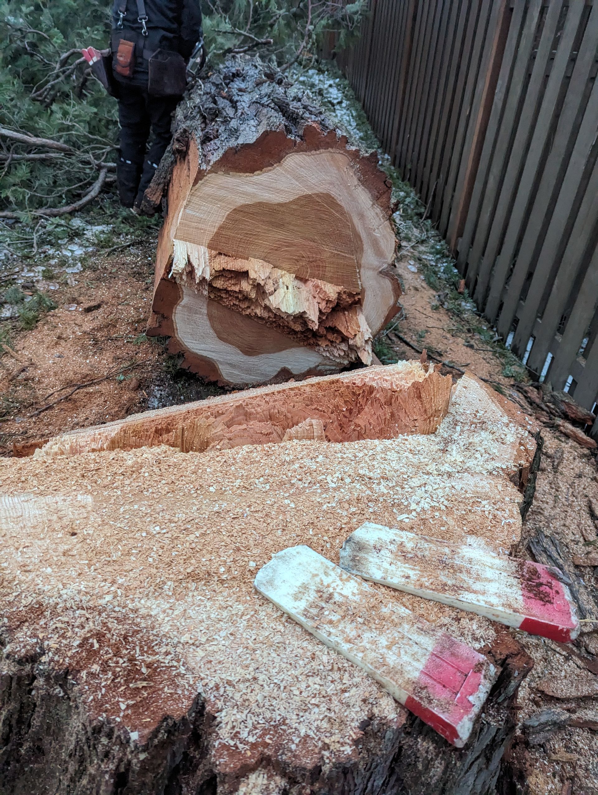 Cut tree trunk beside a wood chip pile and chainsaw on the ground in a yard