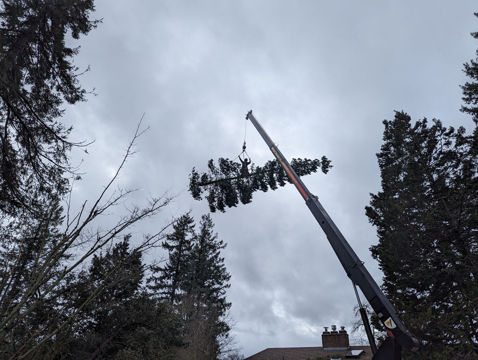 Crane removing a large tree branch against a cloudy sky, viewed from below.