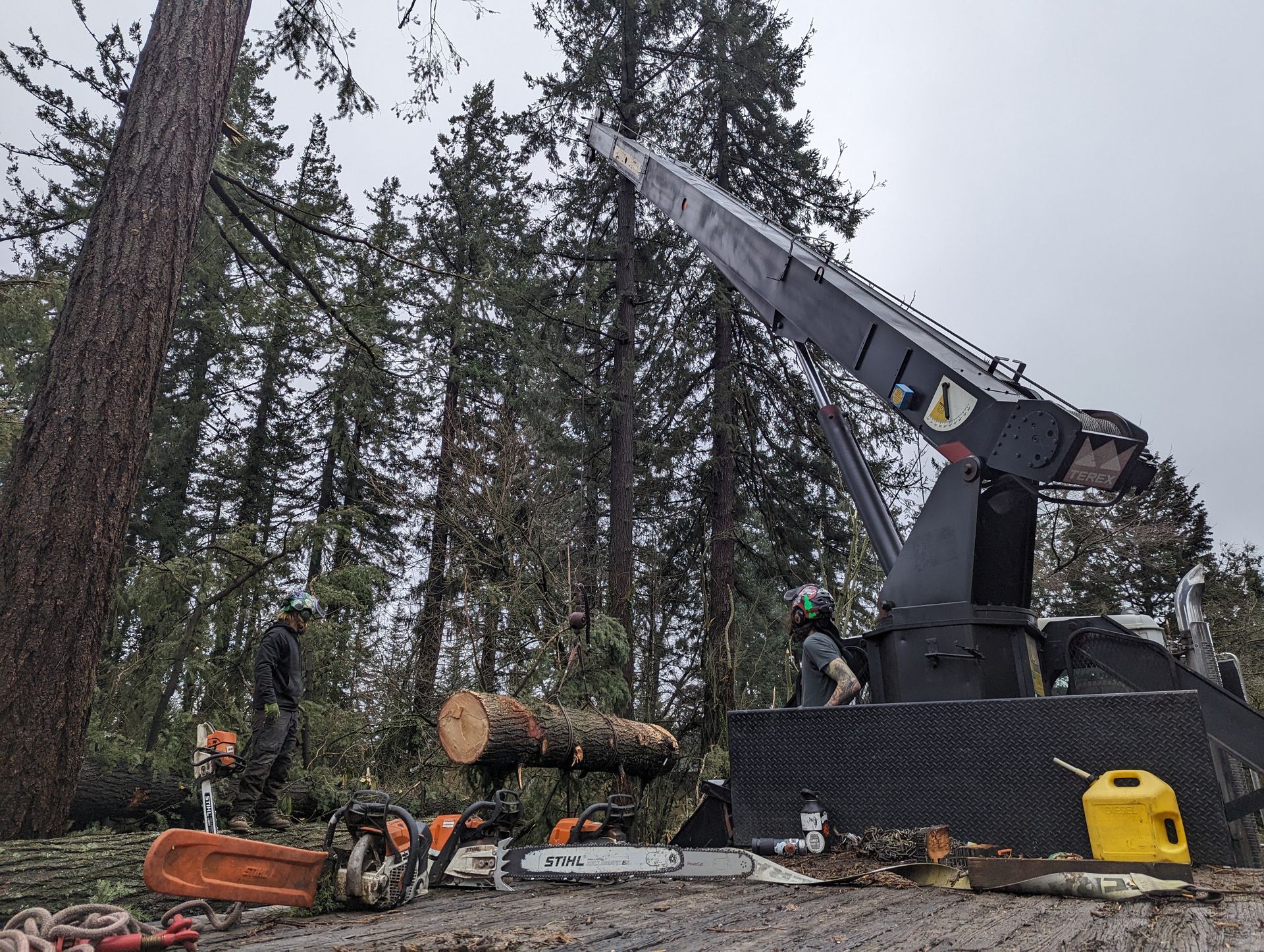 Logging machinery lifting a cut tree in a pine forest beside stacked logs and a worker in orange safety gear