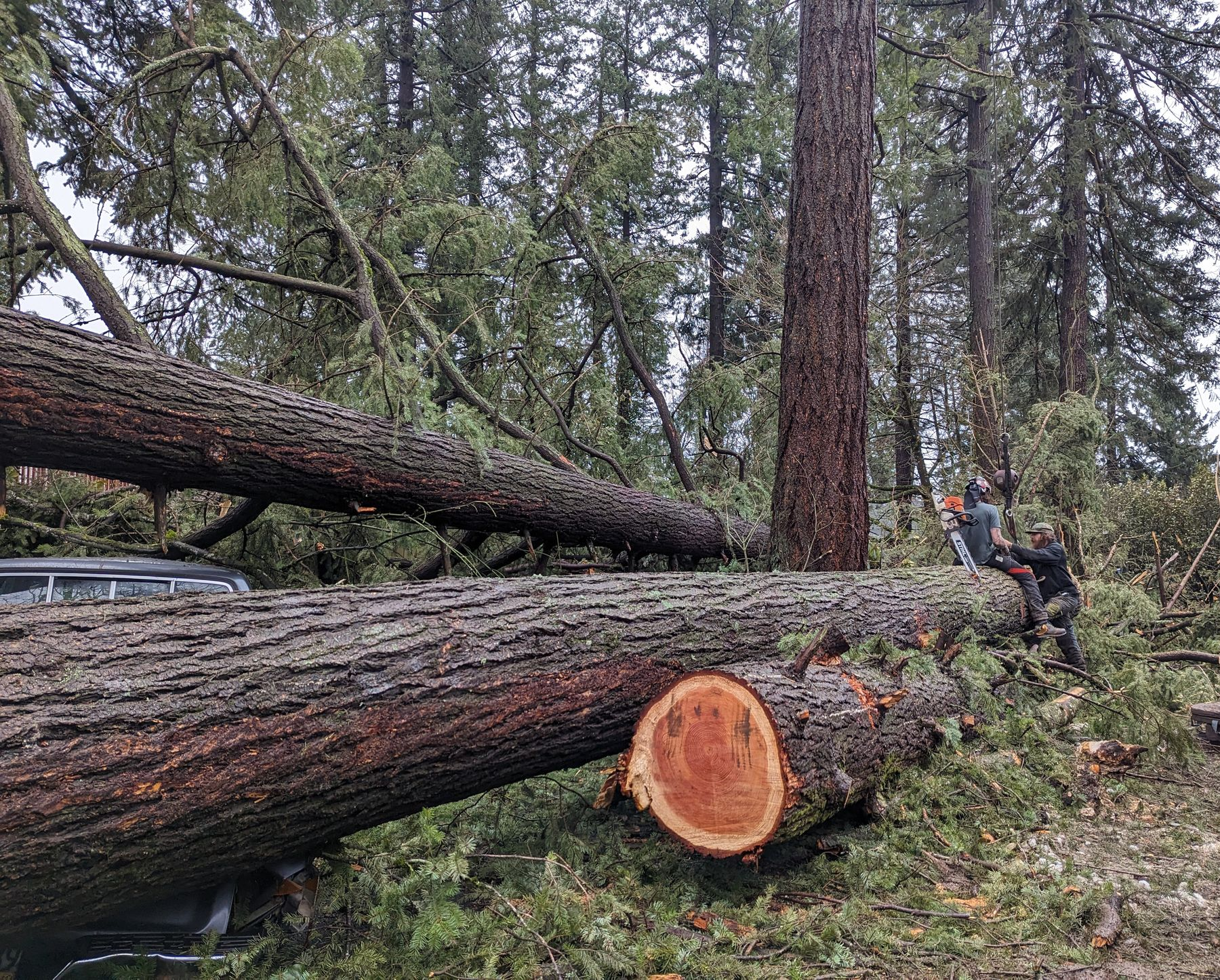 Felled tree trunk in a forest with workers clearing a storm-damaged area