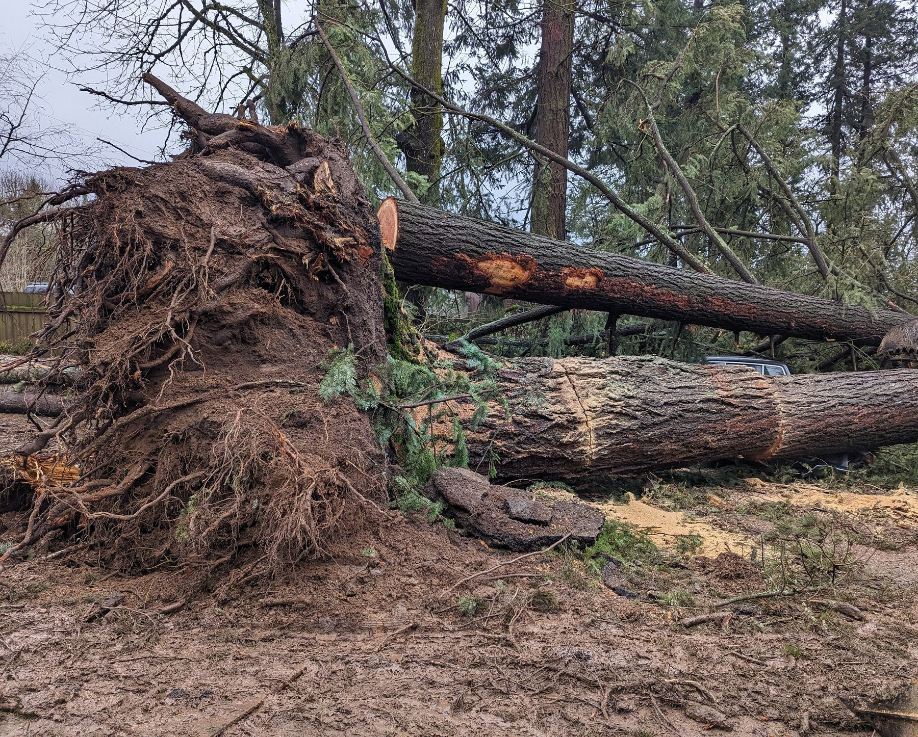 Uprooted fallen tree with exposed roots blocking a muddy forest path